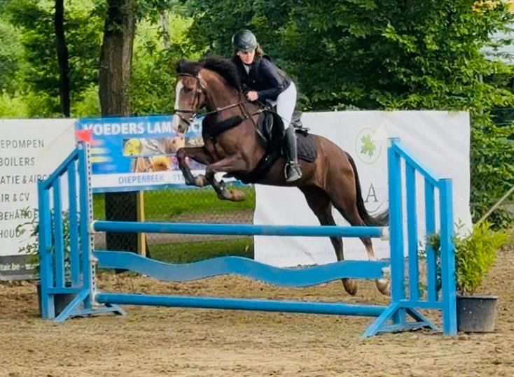 spaans allround-pony merrie 12 years old kastanje for sale - Photo 2