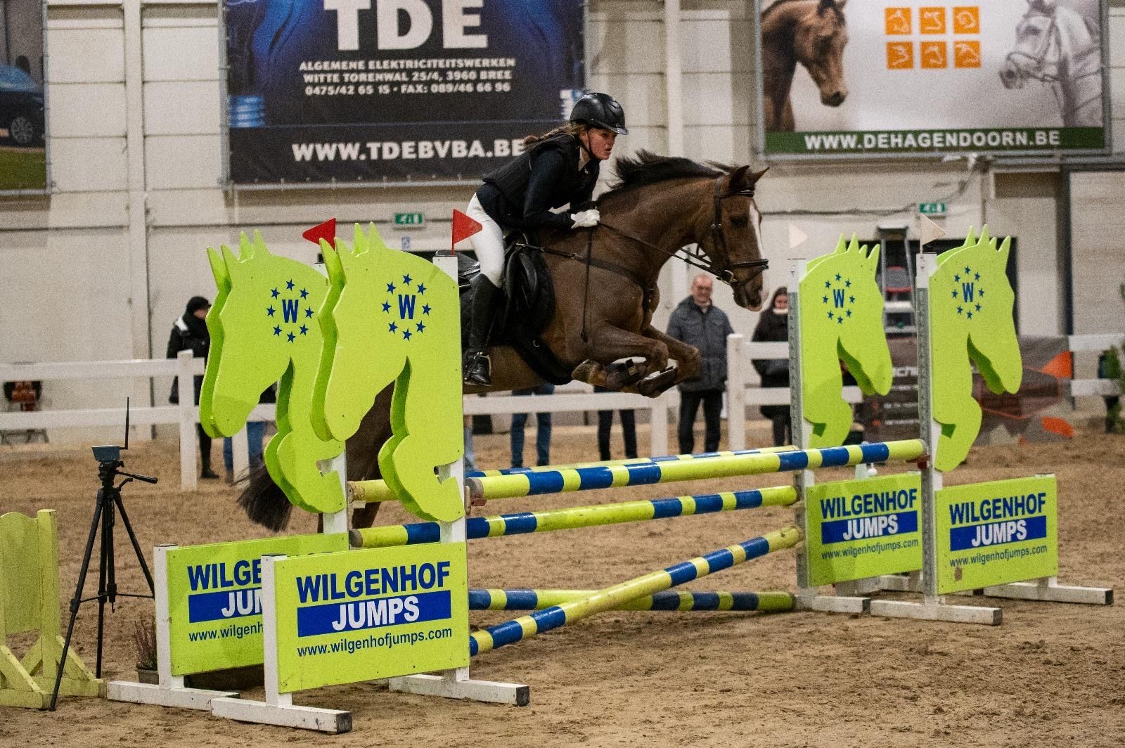 spaans allround-pony merrie 12 years old kastanje for sale - Photo 3