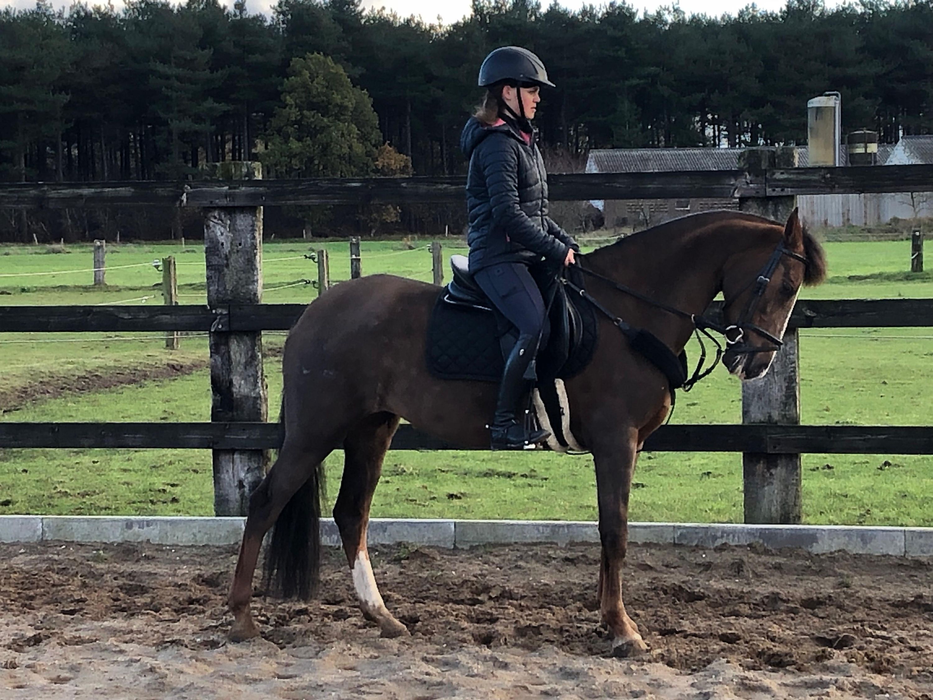 spaans allround-pony merrie 12 years old kastanje for sale - Photo 4