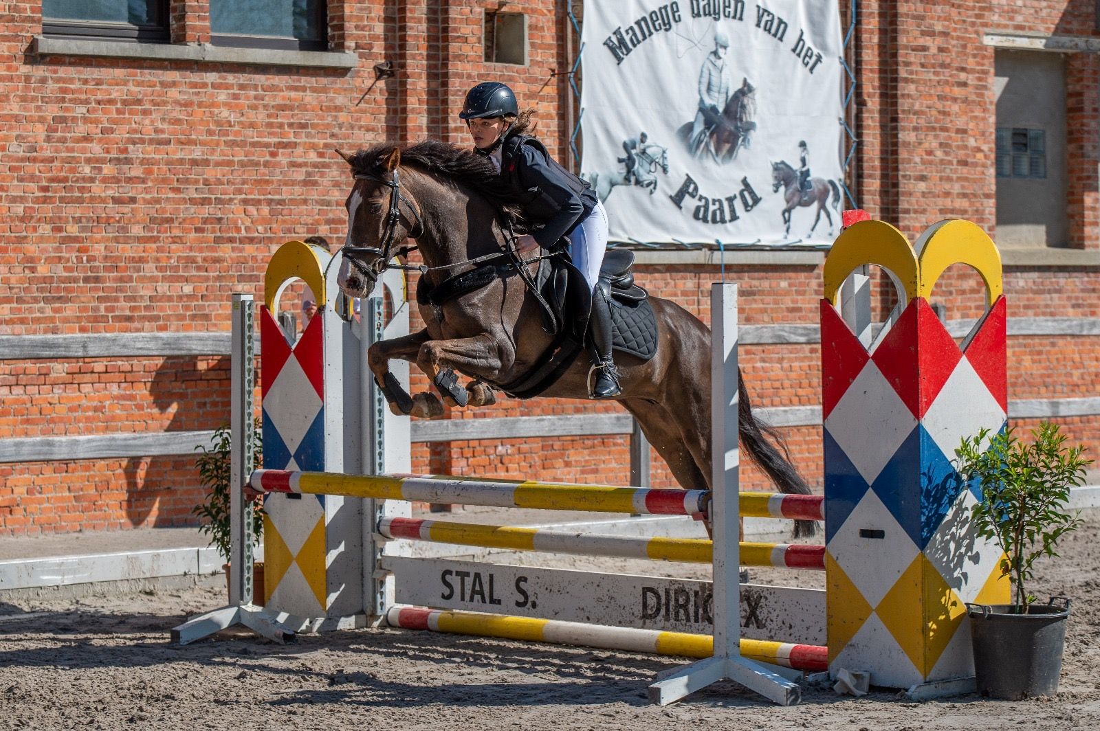 spaans allround-pony merrie 12 years old kastanje for sale - Photo 5