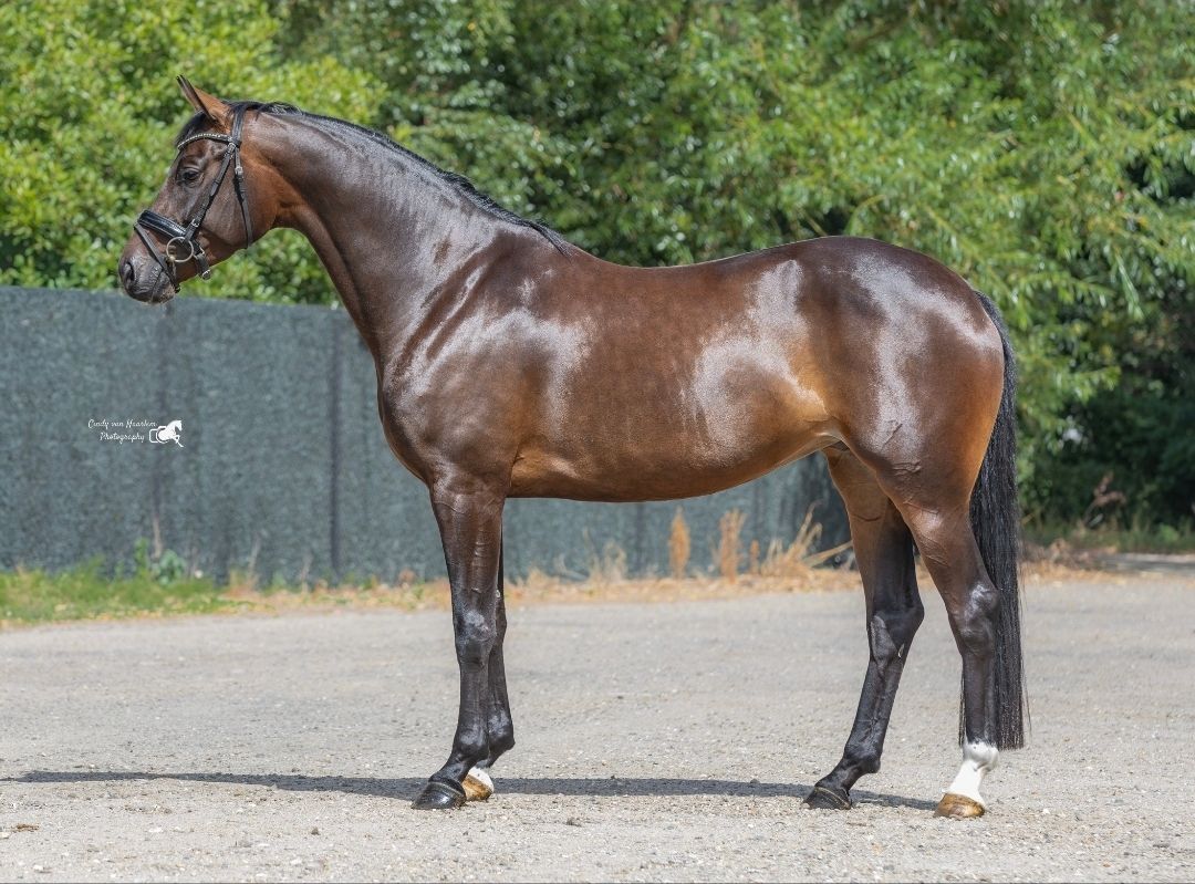 kwpn dressuurpaard merrie 4 år donkerbruin till salu - Foto 2