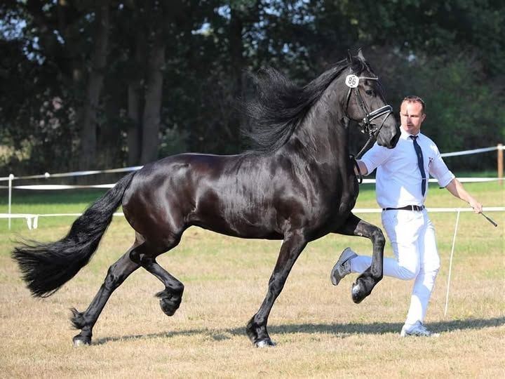 FPS (Nederland) fries Merrie 13 years old Zwart for sale - Photo 2