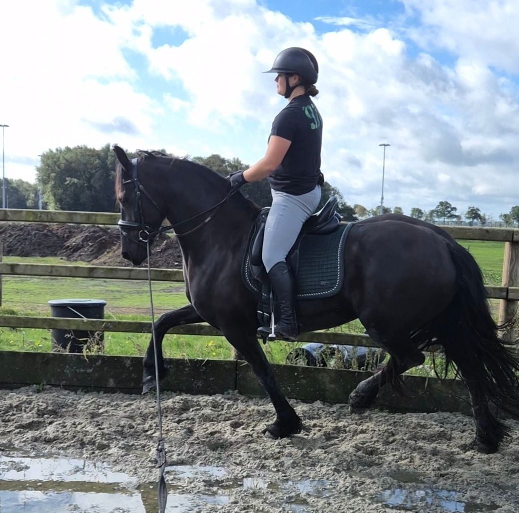 13-year-old ster mare