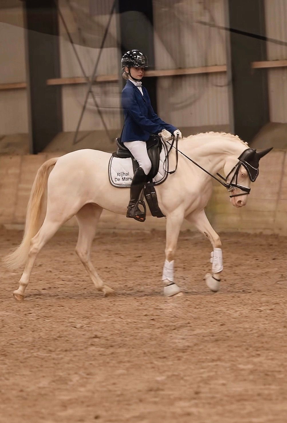nrps dressuurpony merrie 5 rokov andere-kleur na predaj - Foto 5