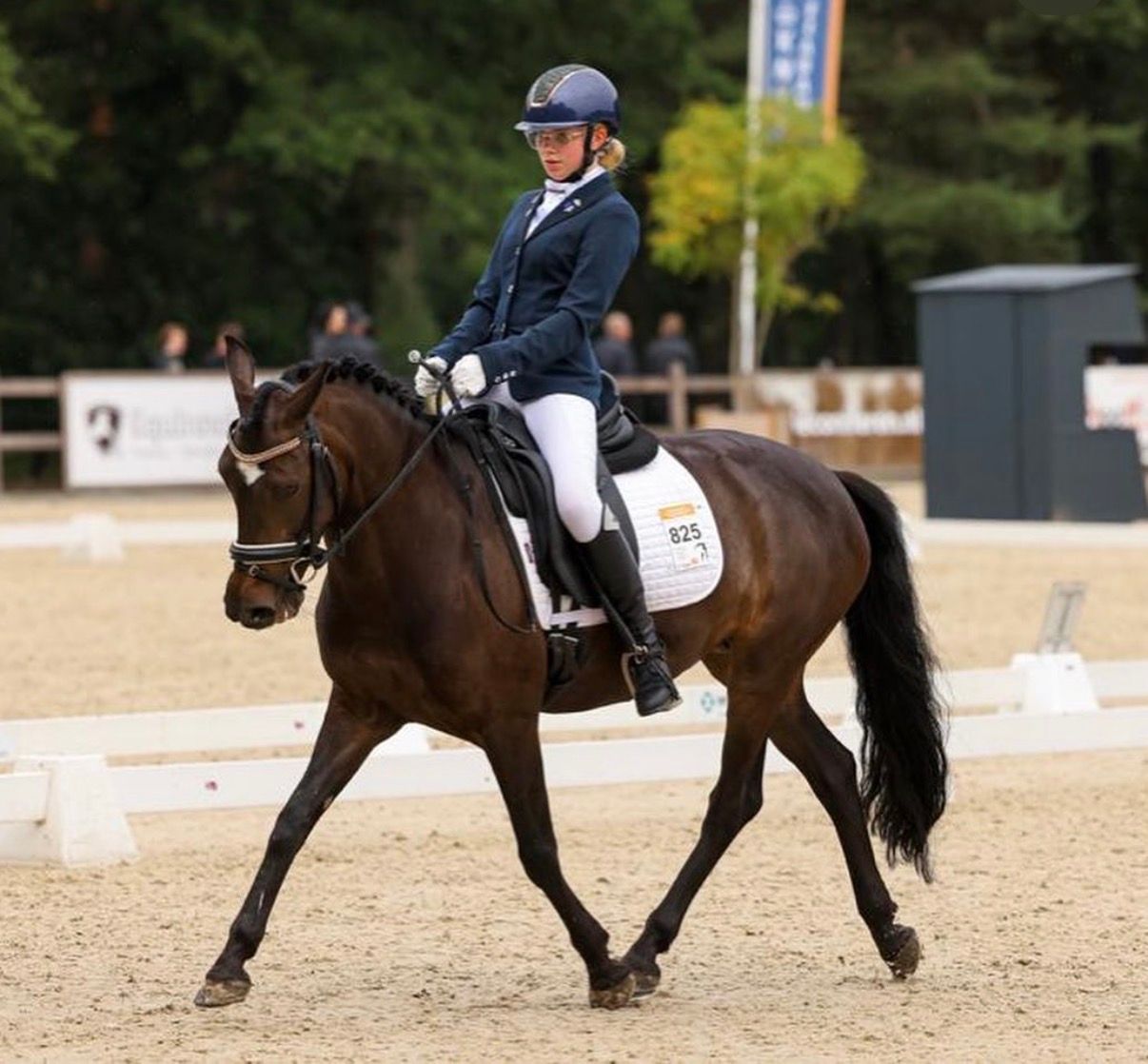 new-forest allround-pony merrie 10 سنوات kastanje للبيع - صورة 2