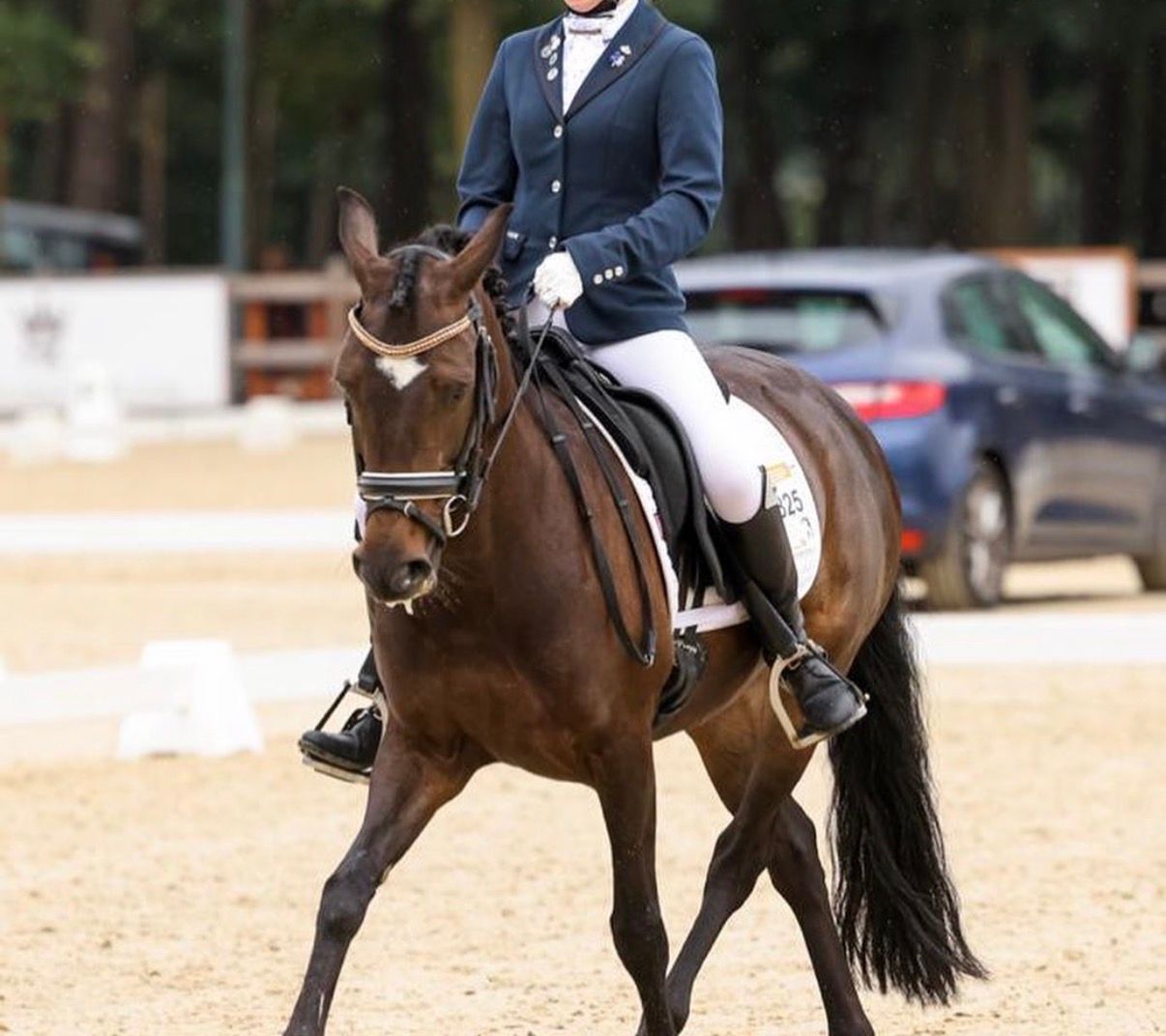 new-forest allround-pony merrie 10 سنوات kastanje للبيع - صورة 3
