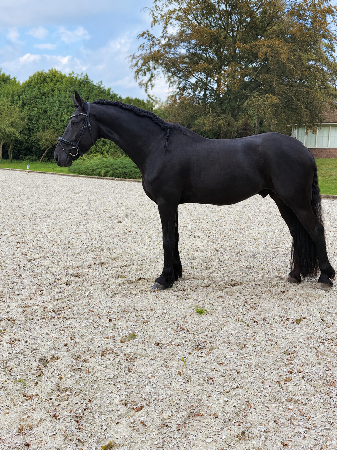 dressuurpaard ruin 5 jaar zwart te koop - Foto 2