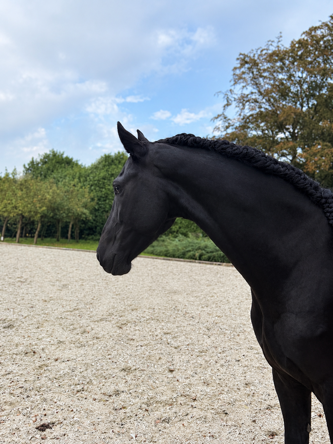 dressuurpaard ruin 5 jaar zwart te koop - Foto 3