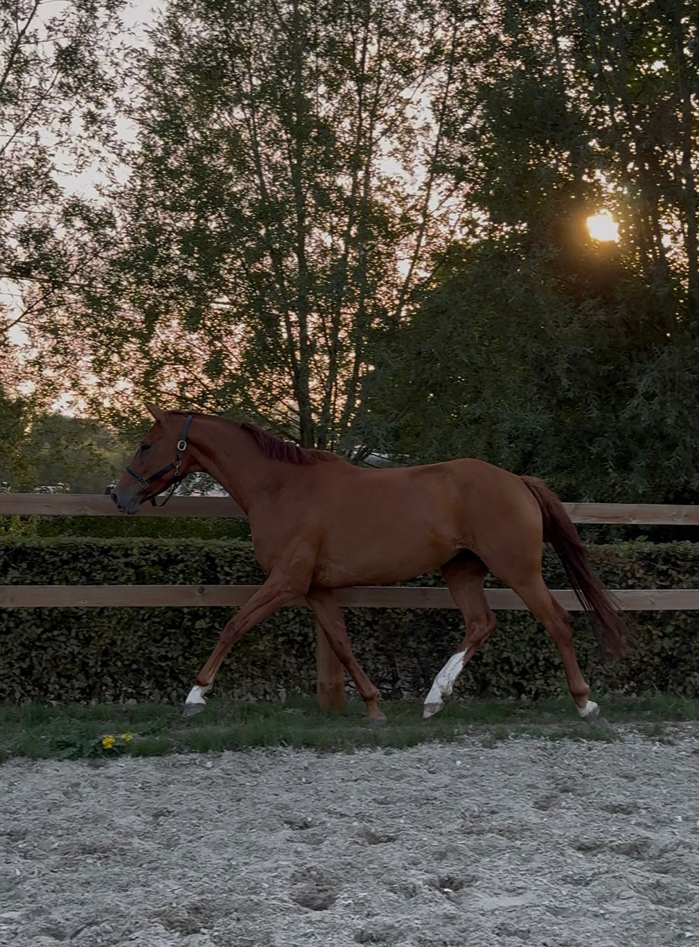 dressuurpaard merrie 5 år vos till salu - Foto 4