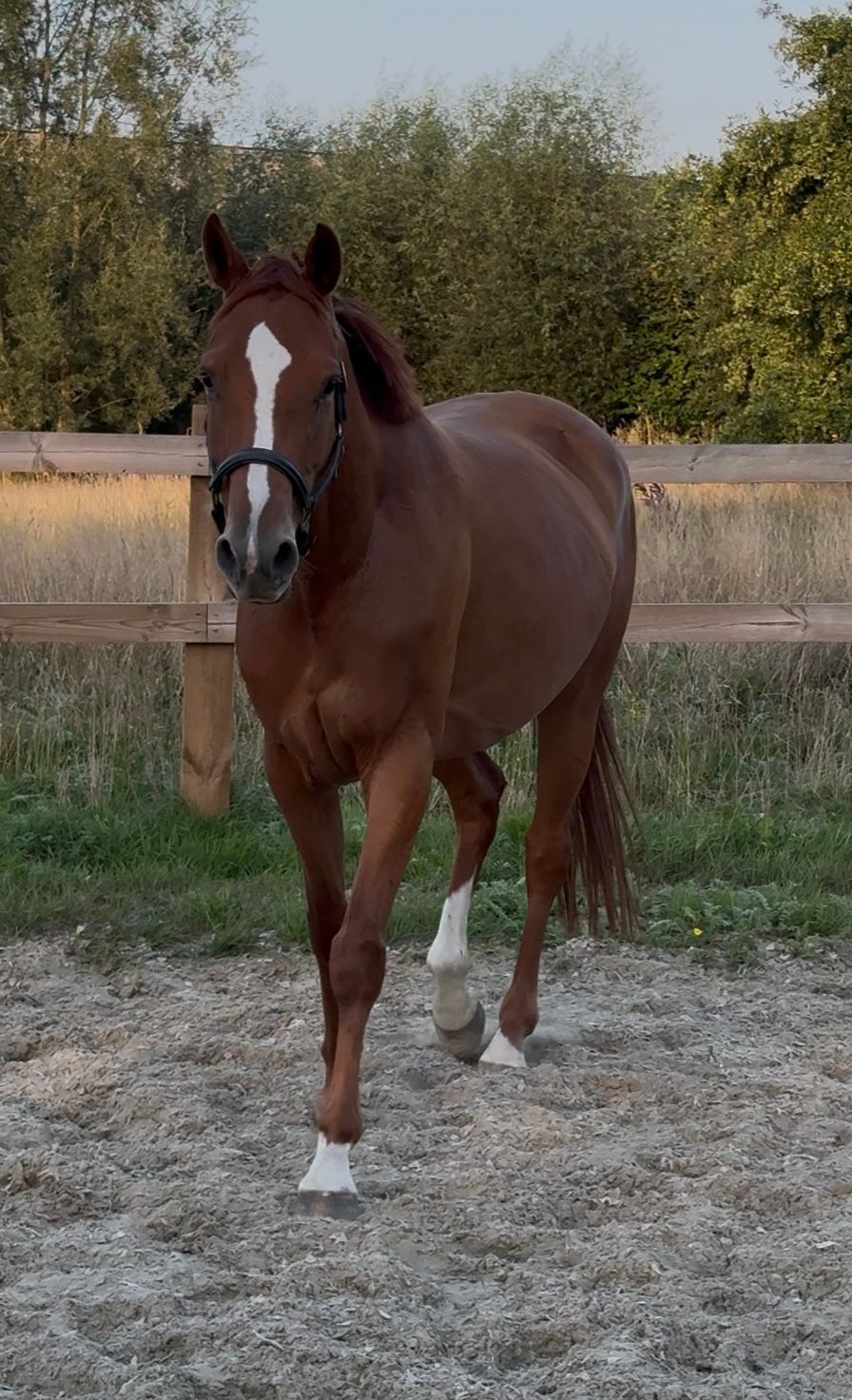 dressuurpaard merrie 5 år vos till salu - Foto 3