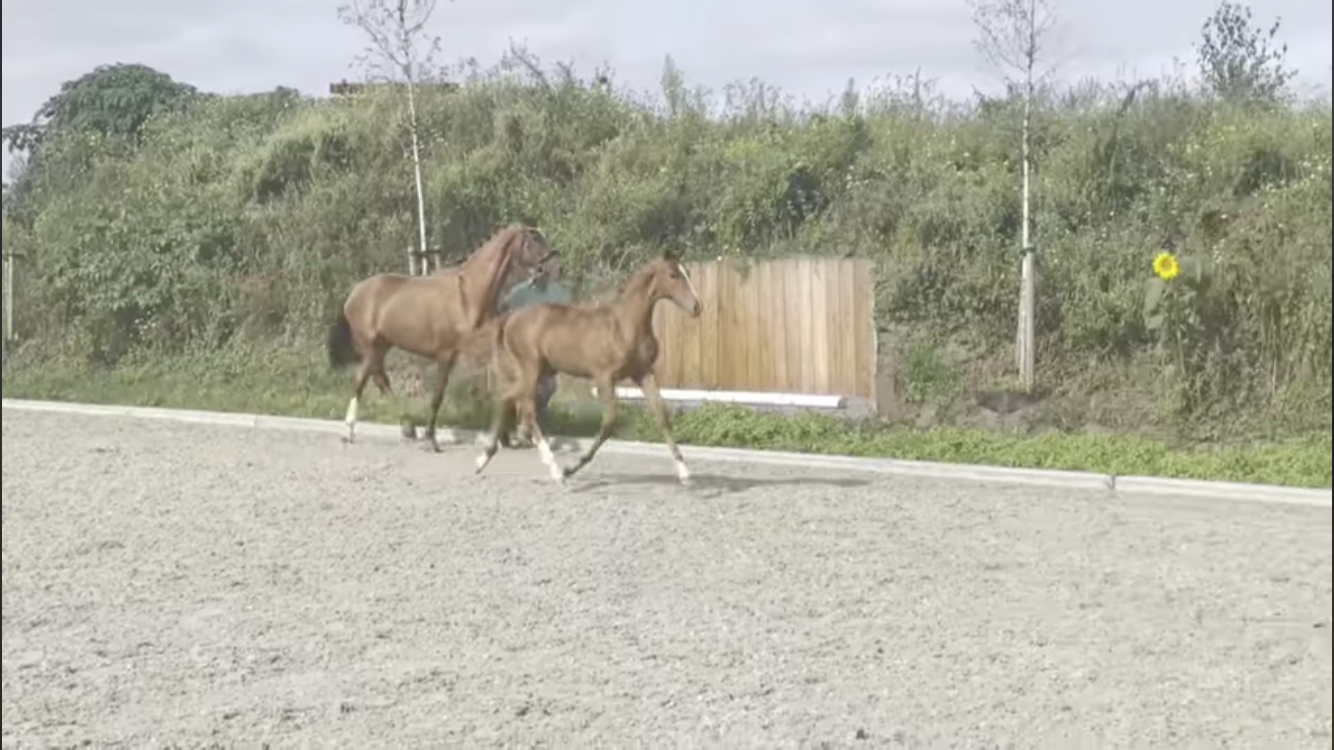 dressuurpaard merrie 5 år vos till salu - Foto 6