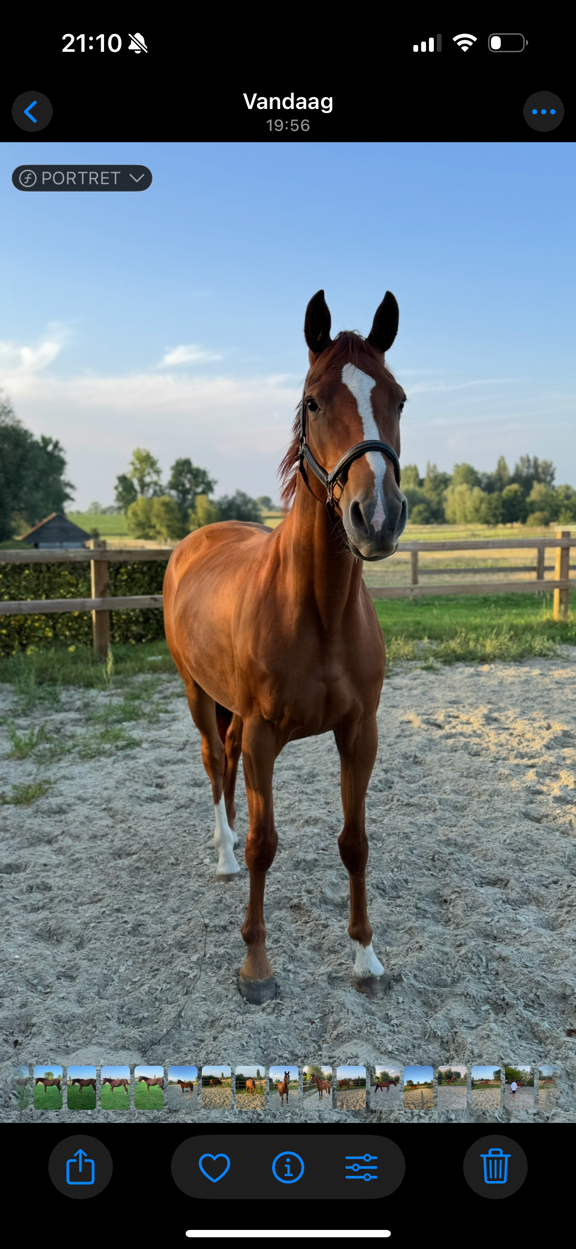 dressuurpaard merrie 5 år vos till salu - Foto 5