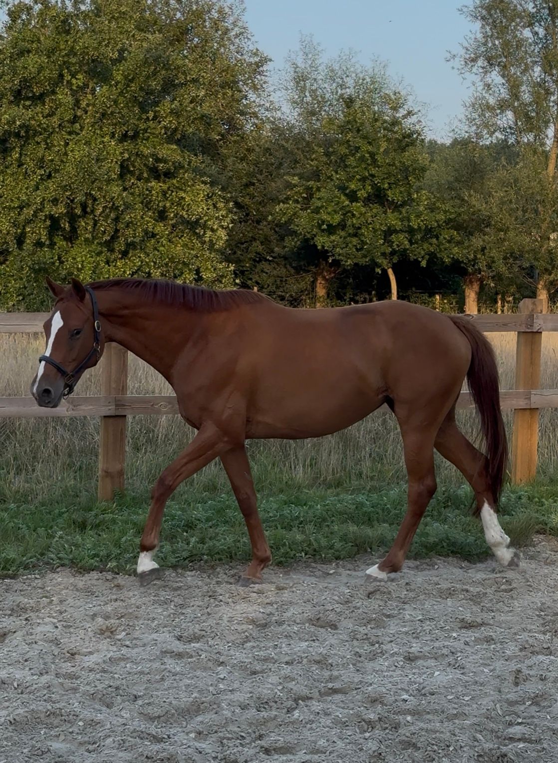 dressuurpaard merrie 5 år vos till salu - Foto 2