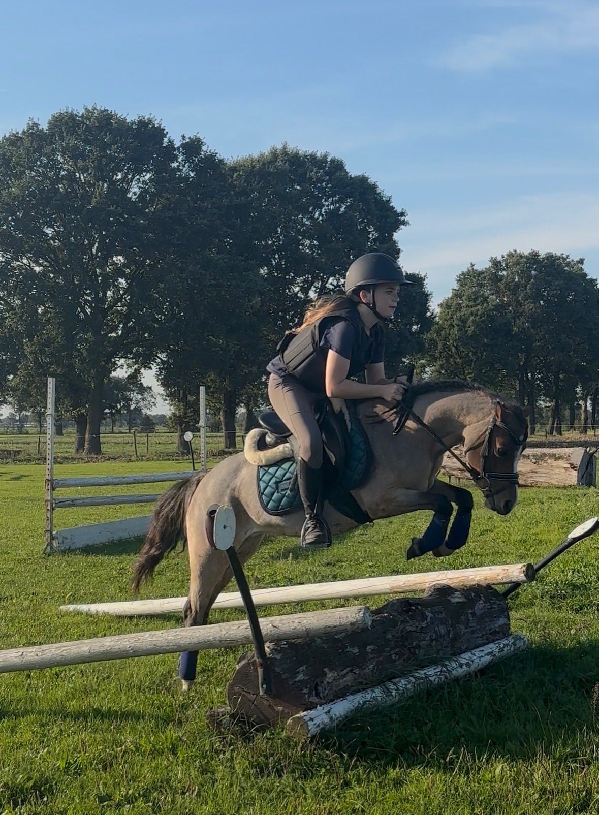 welsh allround-pony merrie 4 years old roan for sale - Photo 2
