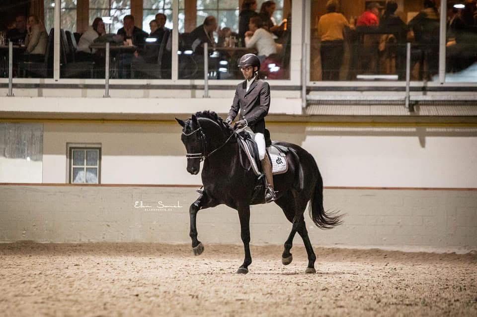 bwp dressuurpaard merrie 10 سنوات zwart للبيع - صورة 2