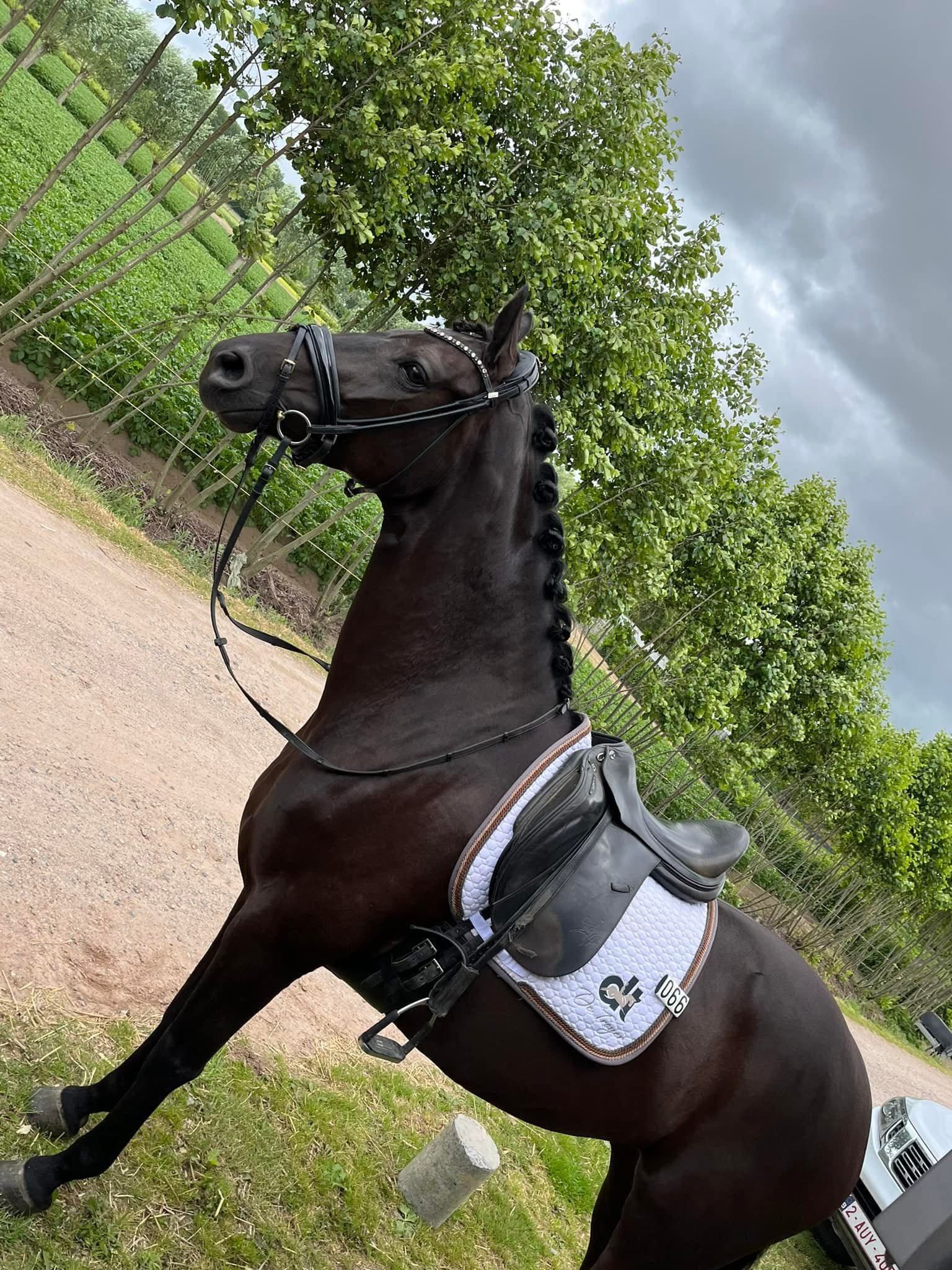 bwp dressuurpaard merrie 10 سنوات zwart للبيع - صورة 5