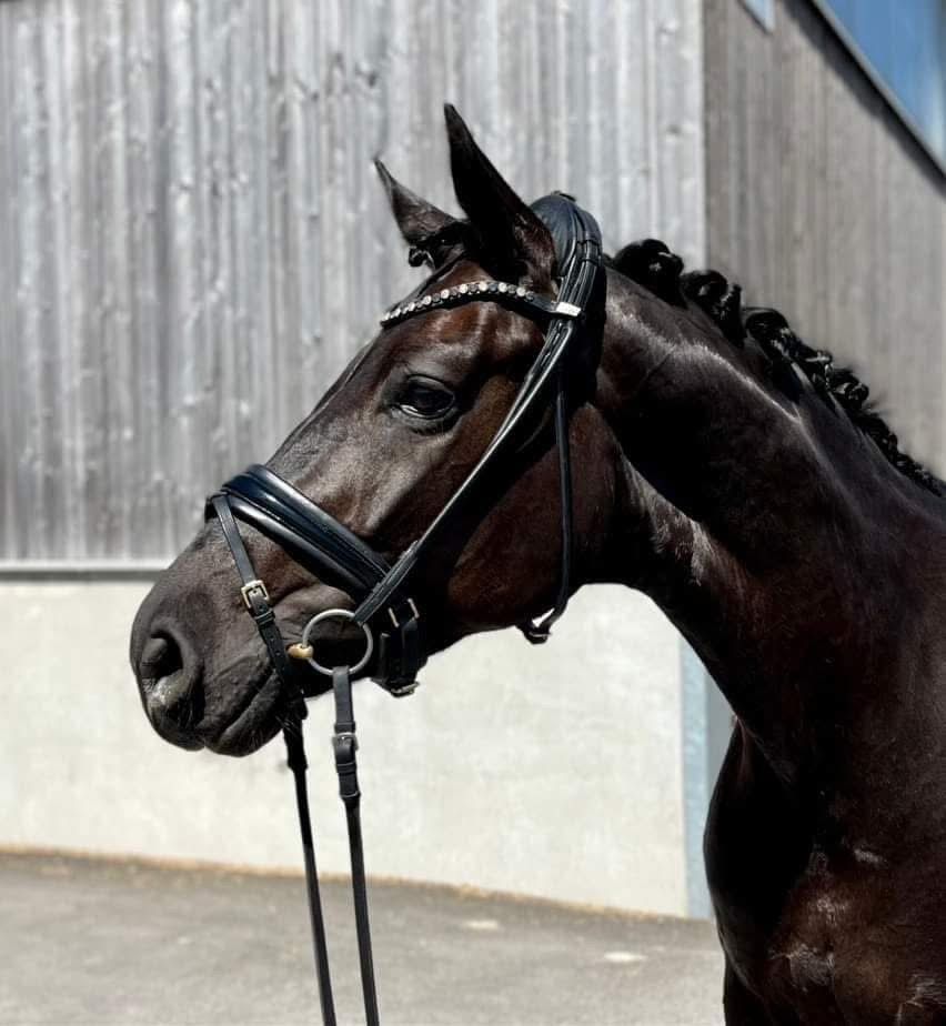 bwp dressuurpaard merrie 10 سنوات zwart للبيع - صورة 3