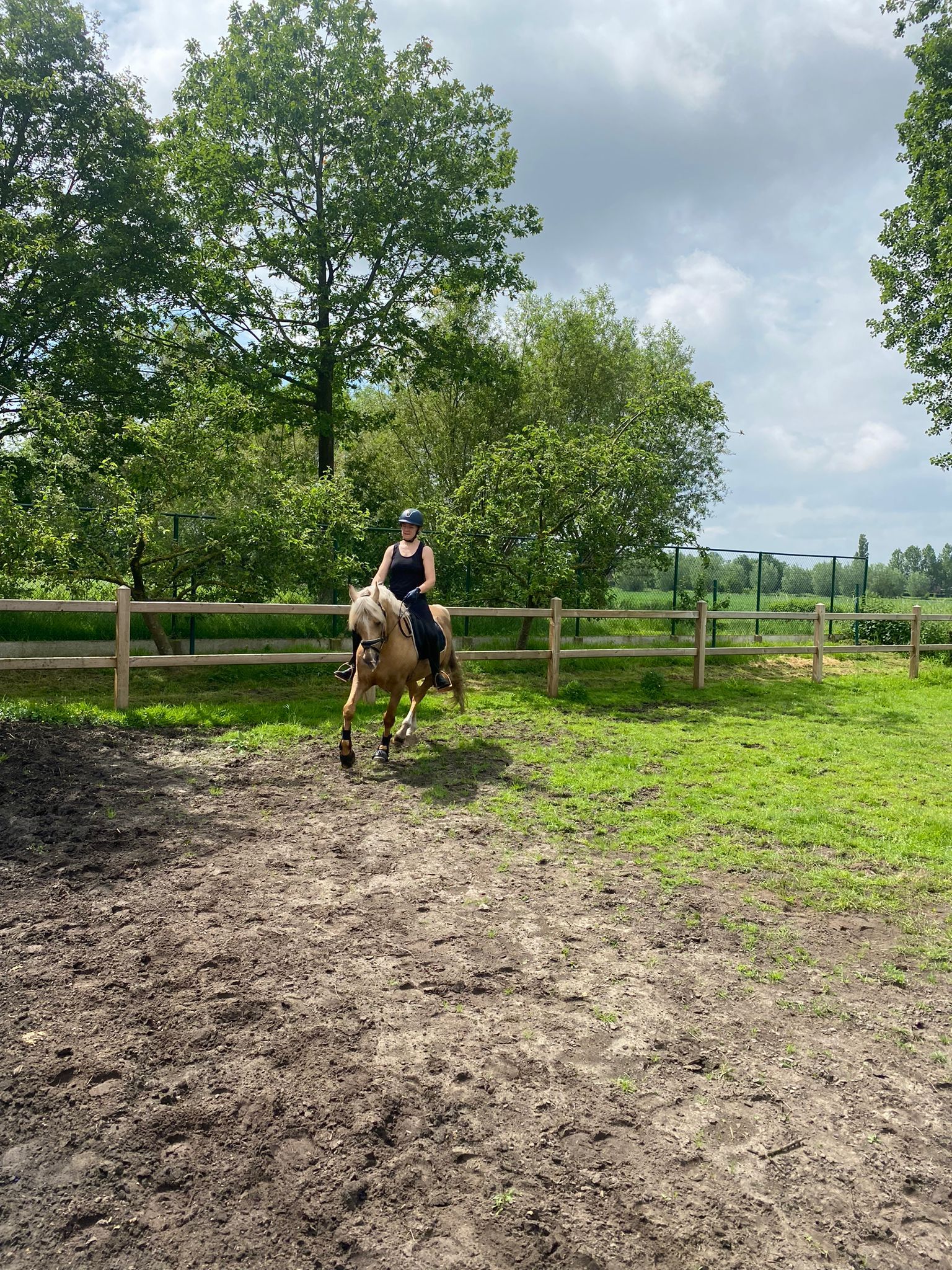 Krachtpatser dressuurpaard ruin 13 år palomino till salu - Foto 2