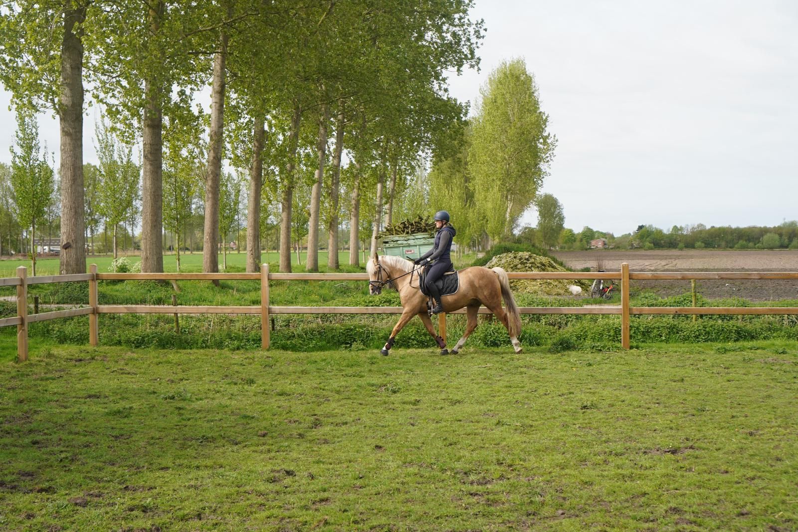 Krachtpatser dressuurpaard ruin 13 år palomino till salu - Foto 3