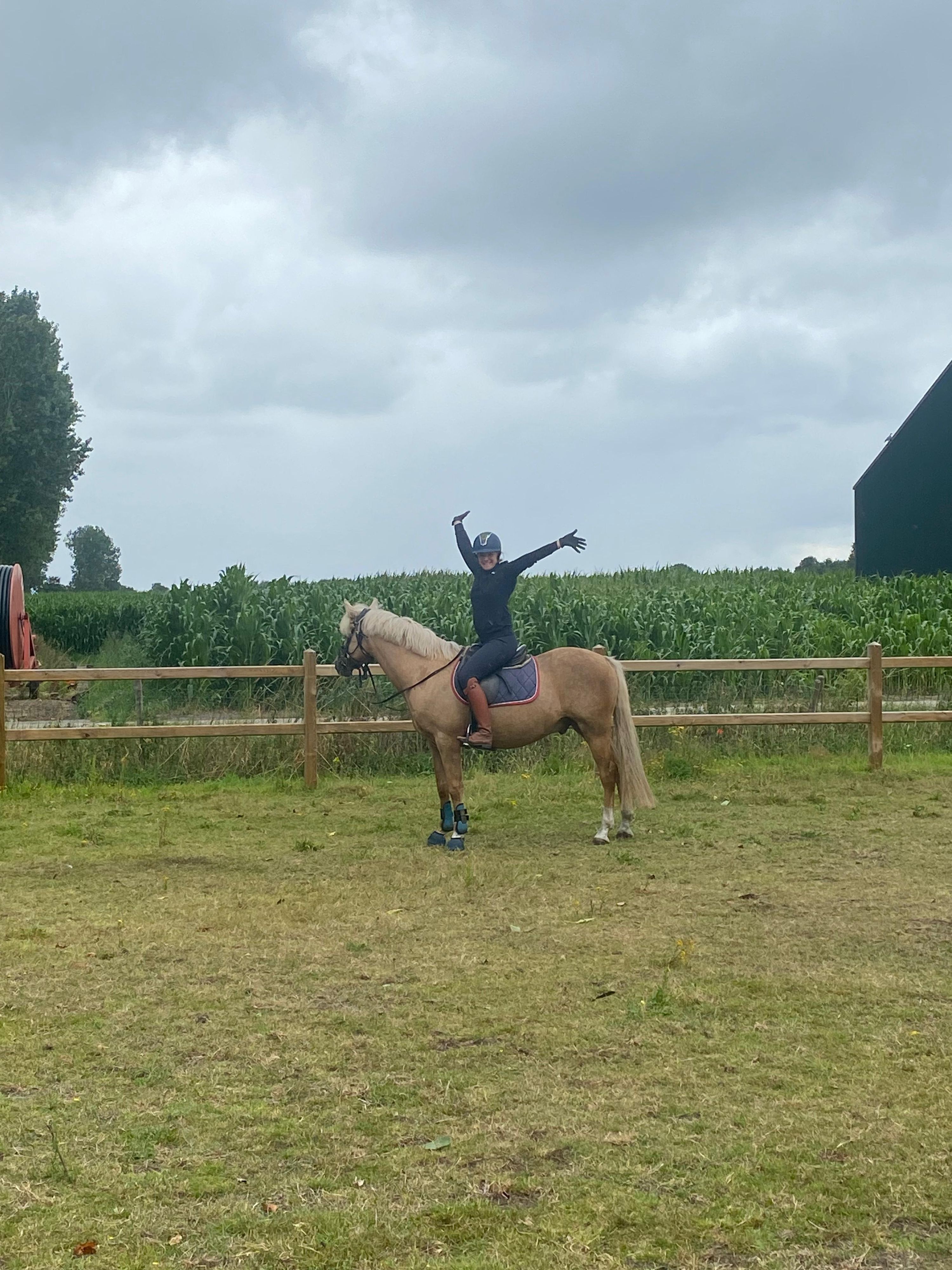 Krachtpatser dressuurpaard ruin 13 år palomino till salu - Foto 5