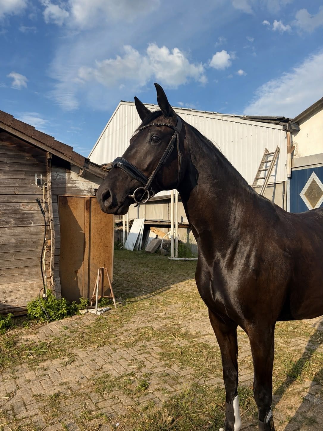 kwpn dressuurpaard merrie 3 år zwart till salu - Foto 3