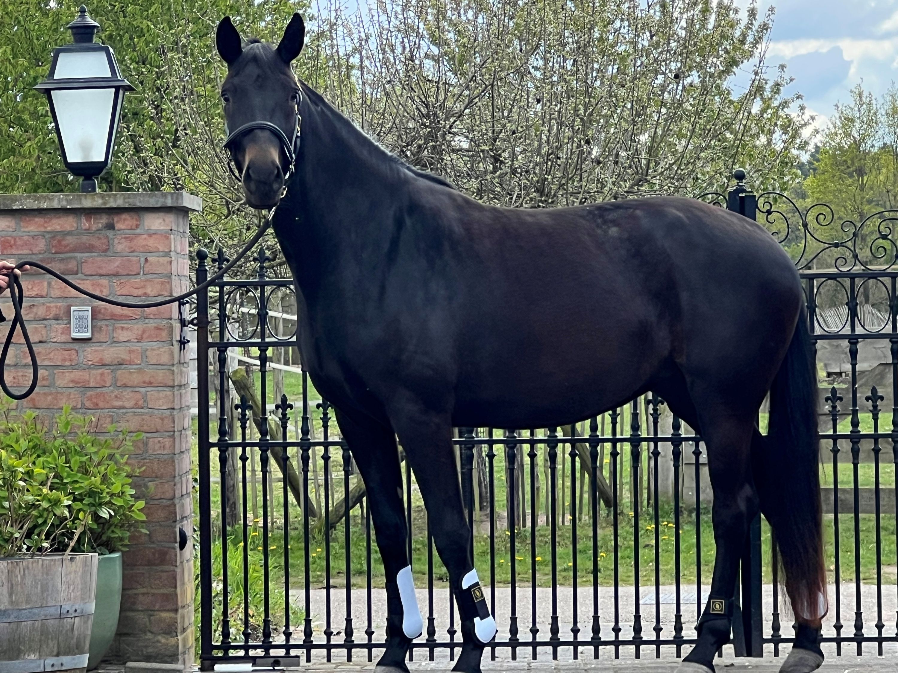 mooie zwartbruine D-OC merrie, 2023