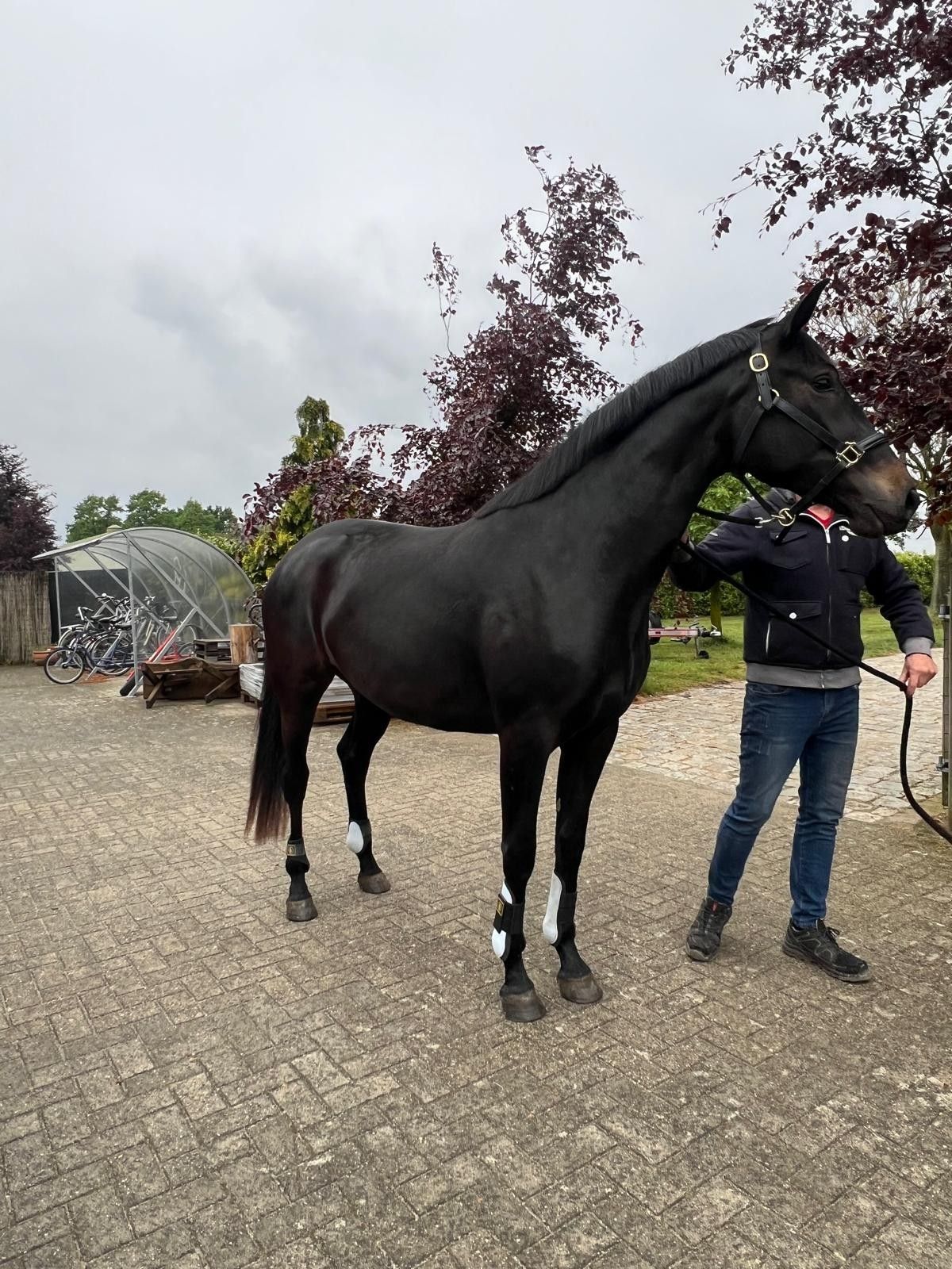 kwpn dressuurpaard merrie 3 år zwart till salu - Foto 2