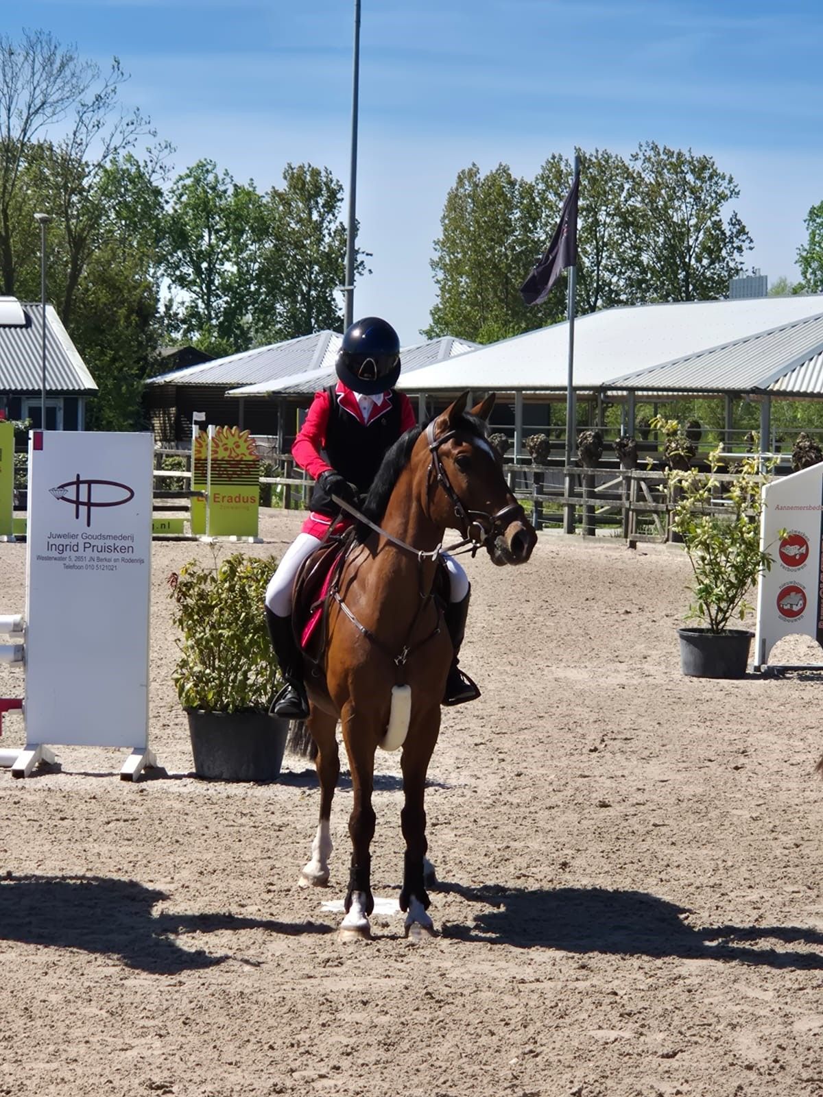 nrps springpony ruin 12 år bruin till salu - Foto 2