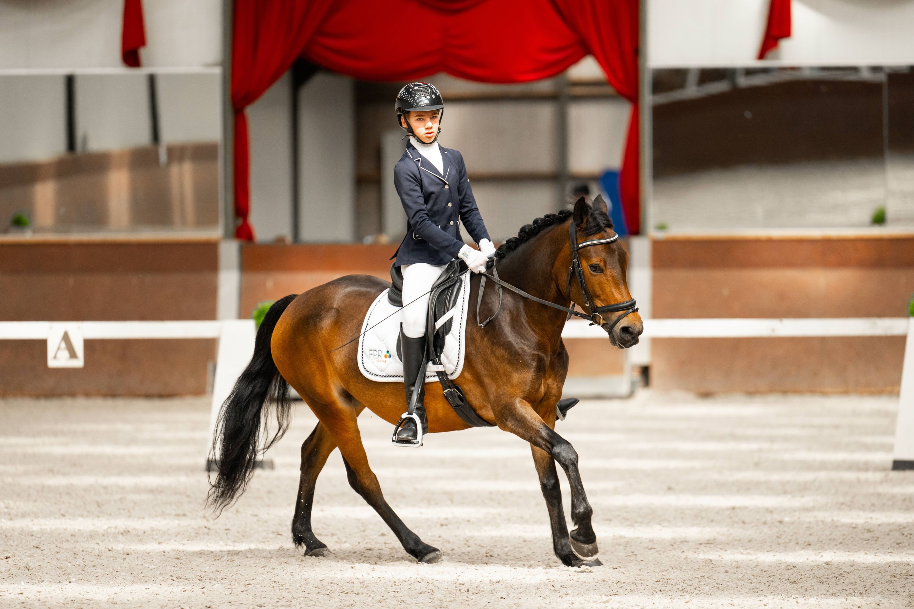 Kuc New Forest D szuka swojego nowego 5-gwiazdkowego domu
