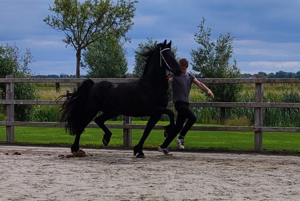 Fraaie Friese 5-jarige merrie (Pier 448 x Jesse 435)