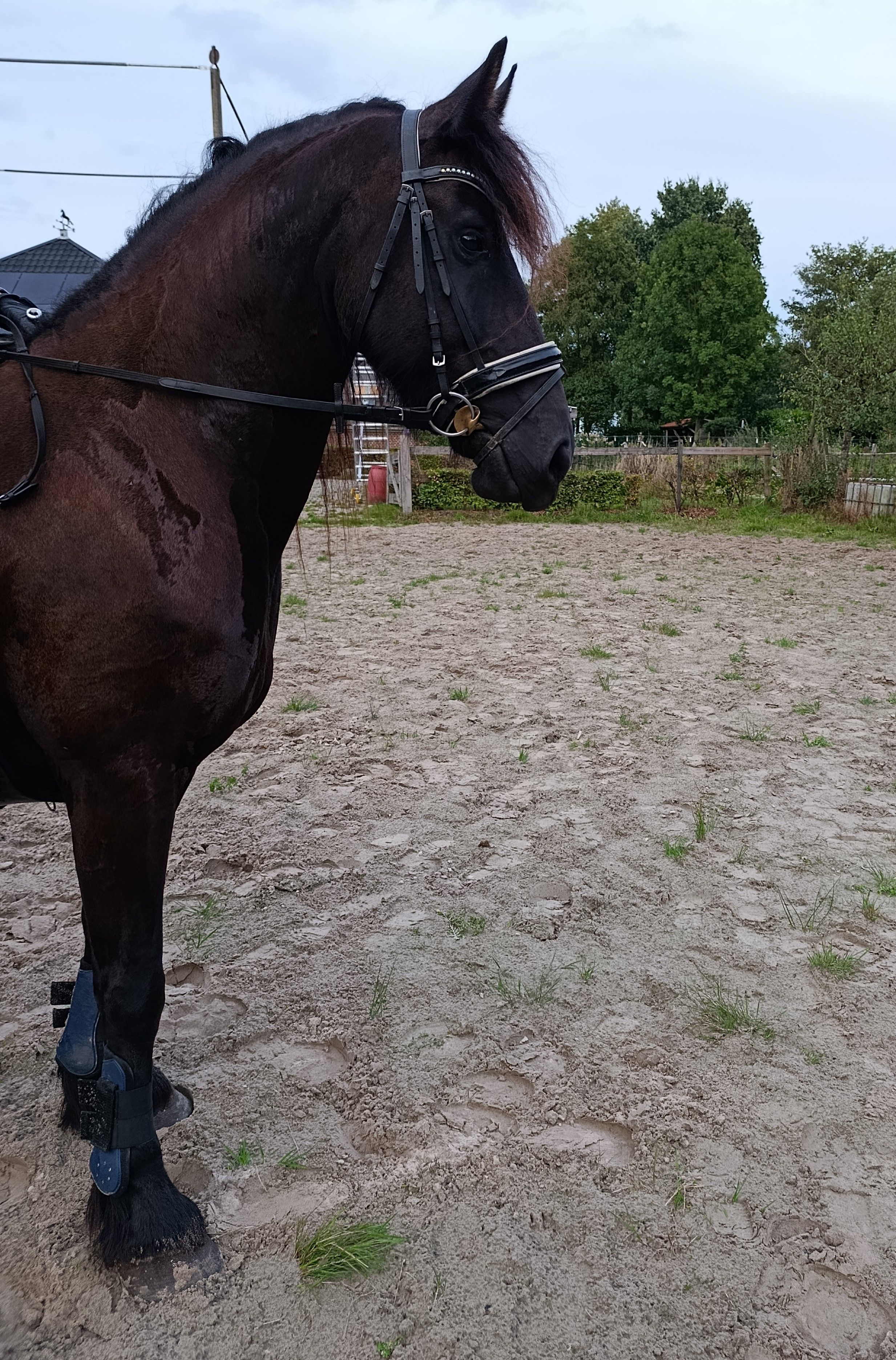 fries merrie 5 jaar zwart te koop - Foto 2
