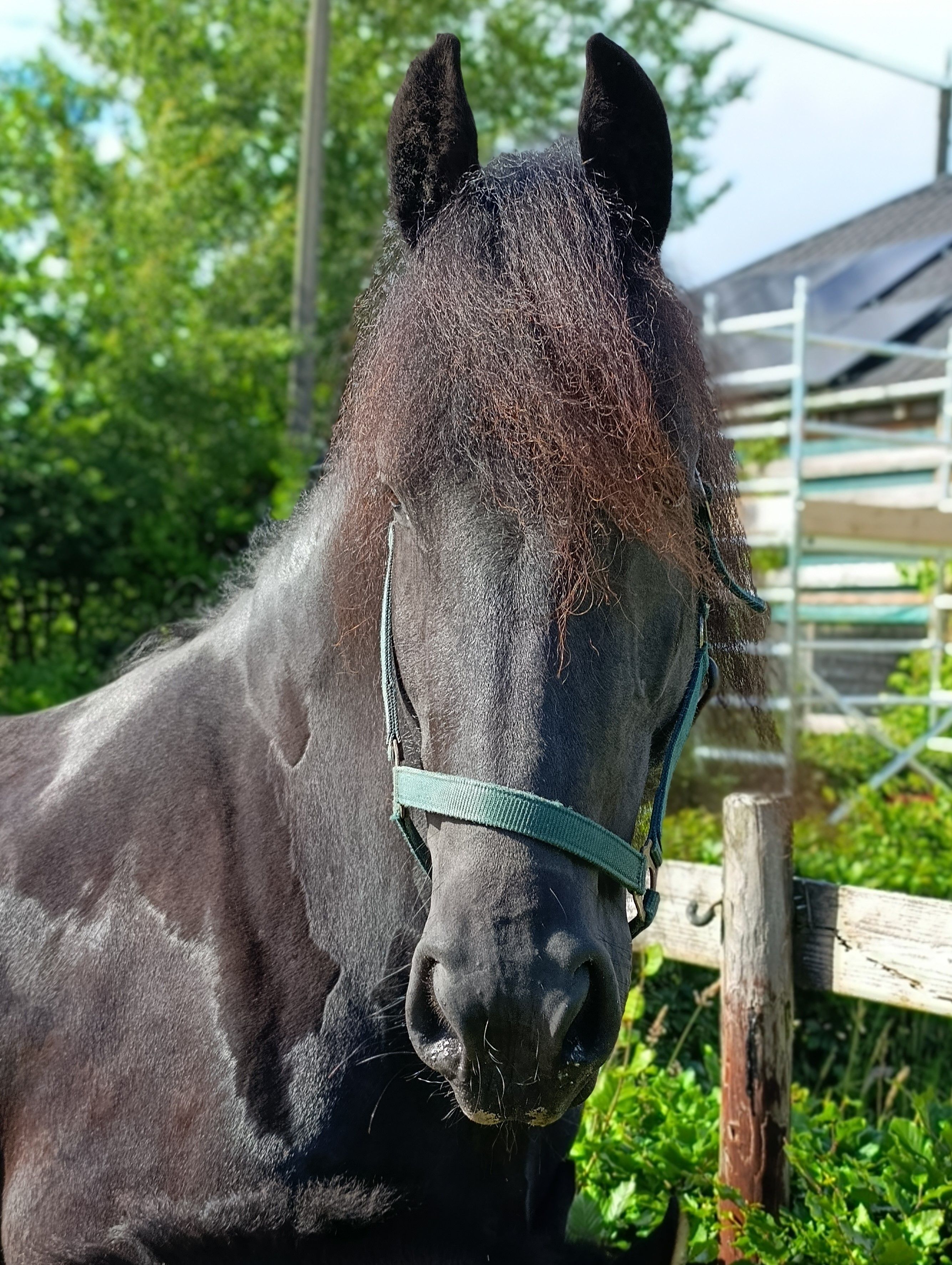 fries merrie 5 jaar zwart te koop - Foto 3