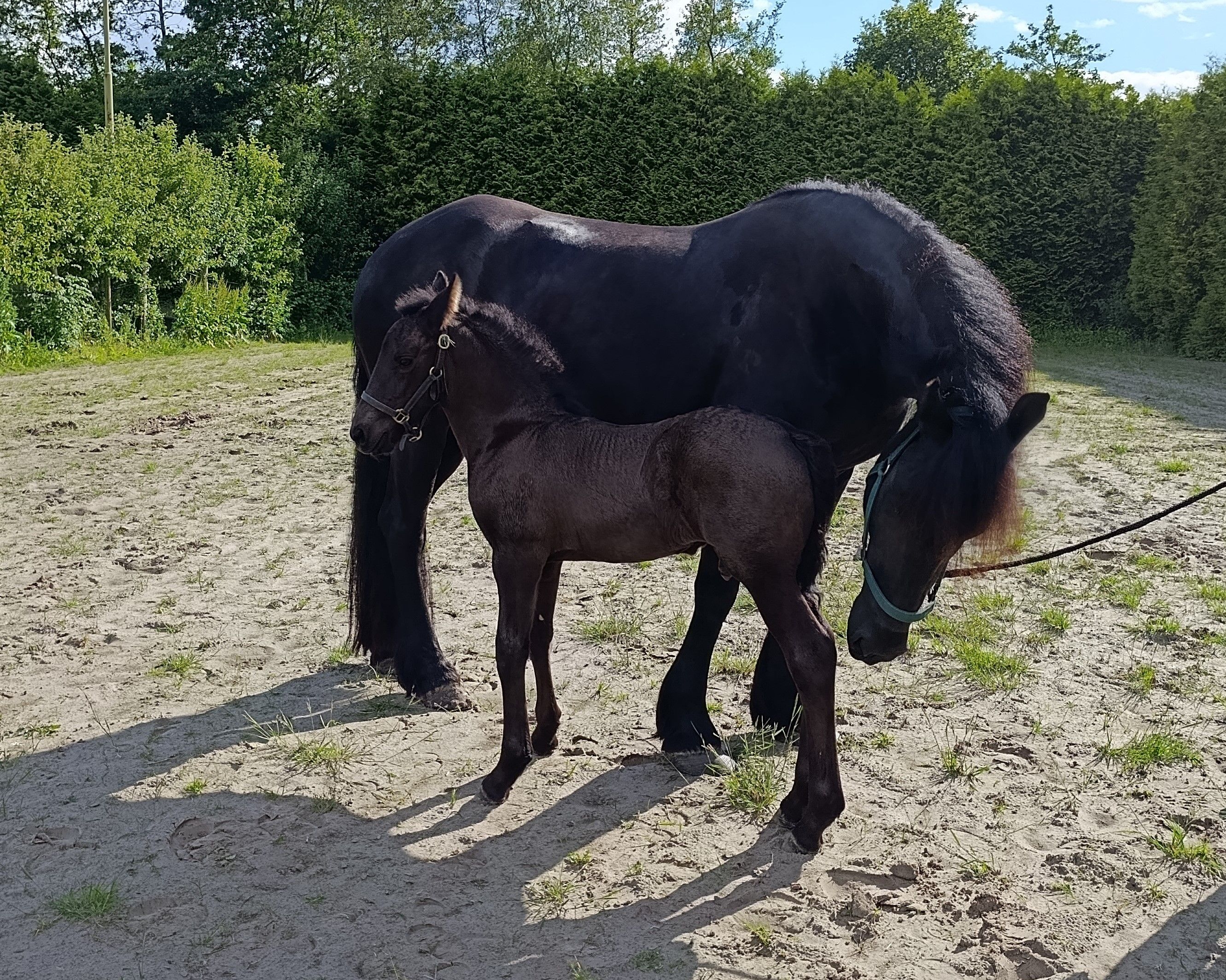 fries merrie 5 jaar zwart te koop - Foto 4