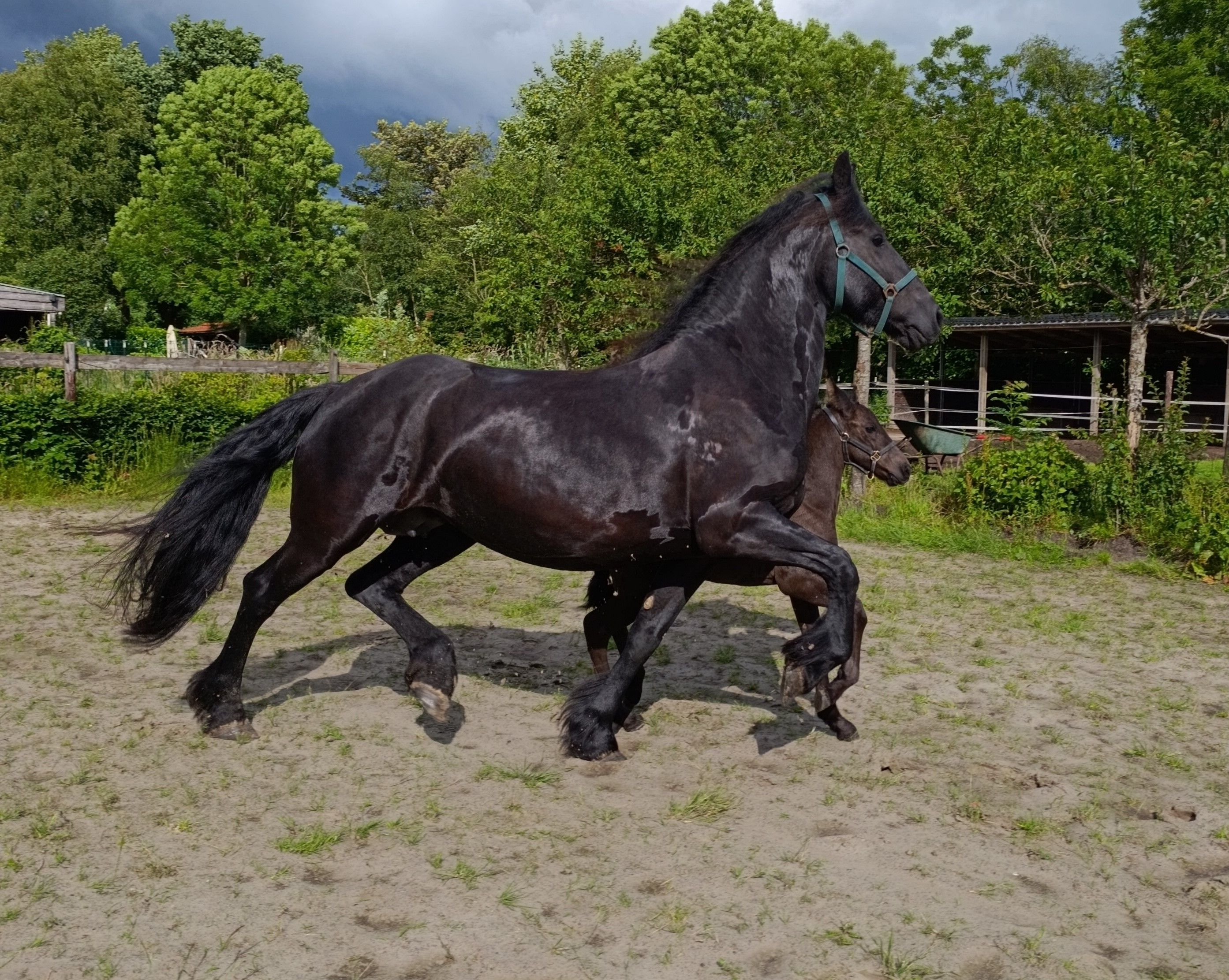 fries merrie 5 jaar zwart te koop - Foto 5