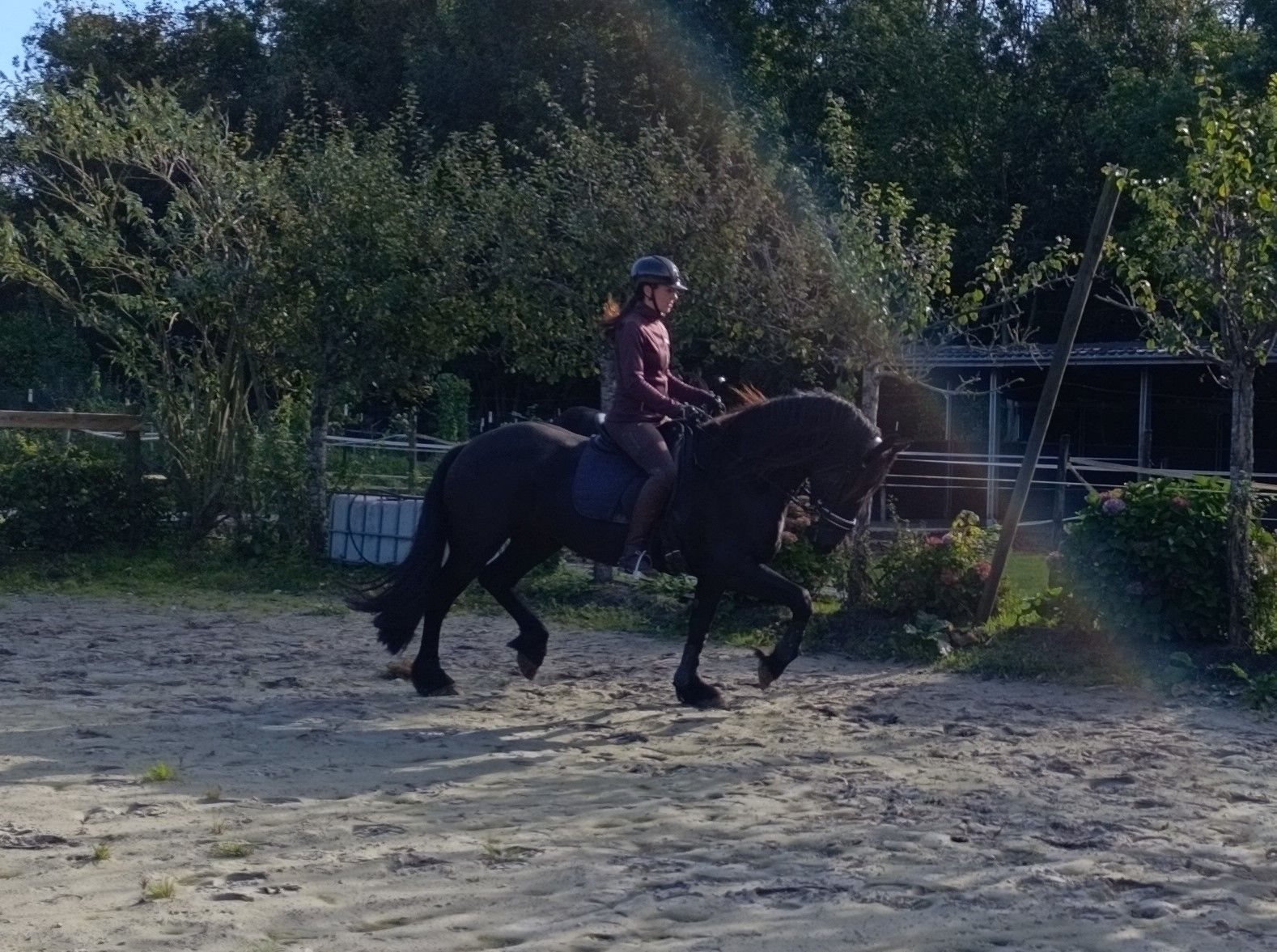 fries merrie 5 jaar zwart te koop - Foto 6