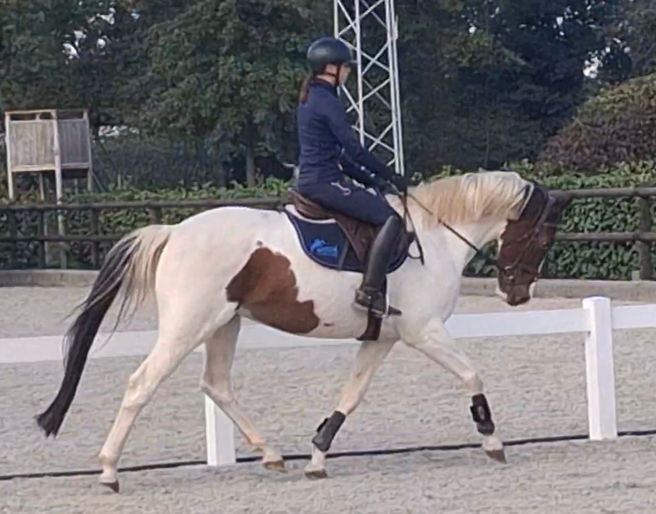 Chique 9 jarige pinto ruin * recreatief gereden *