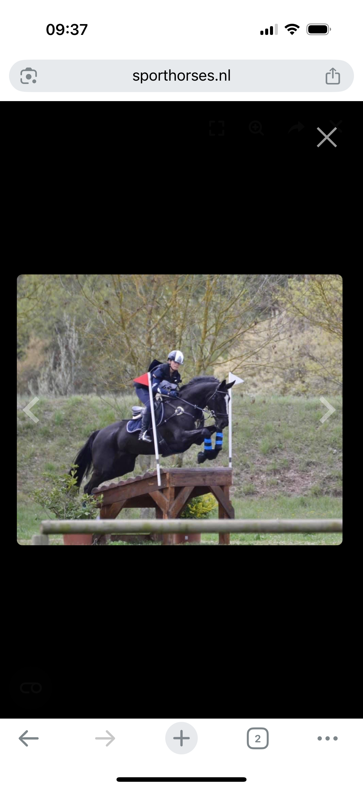 kwpn dressuurpaard merrie 8 years old zwart for sale - Photo 4