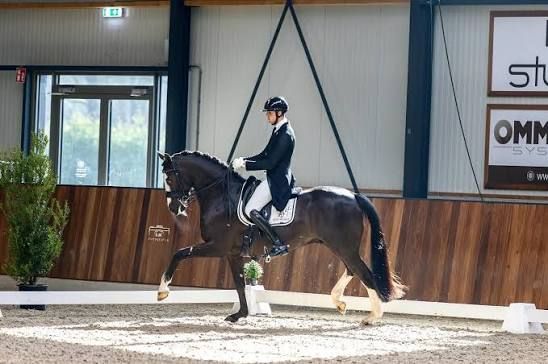 kwpn dressuurpaard merrie 8 years old zwart for sale - Photo 5