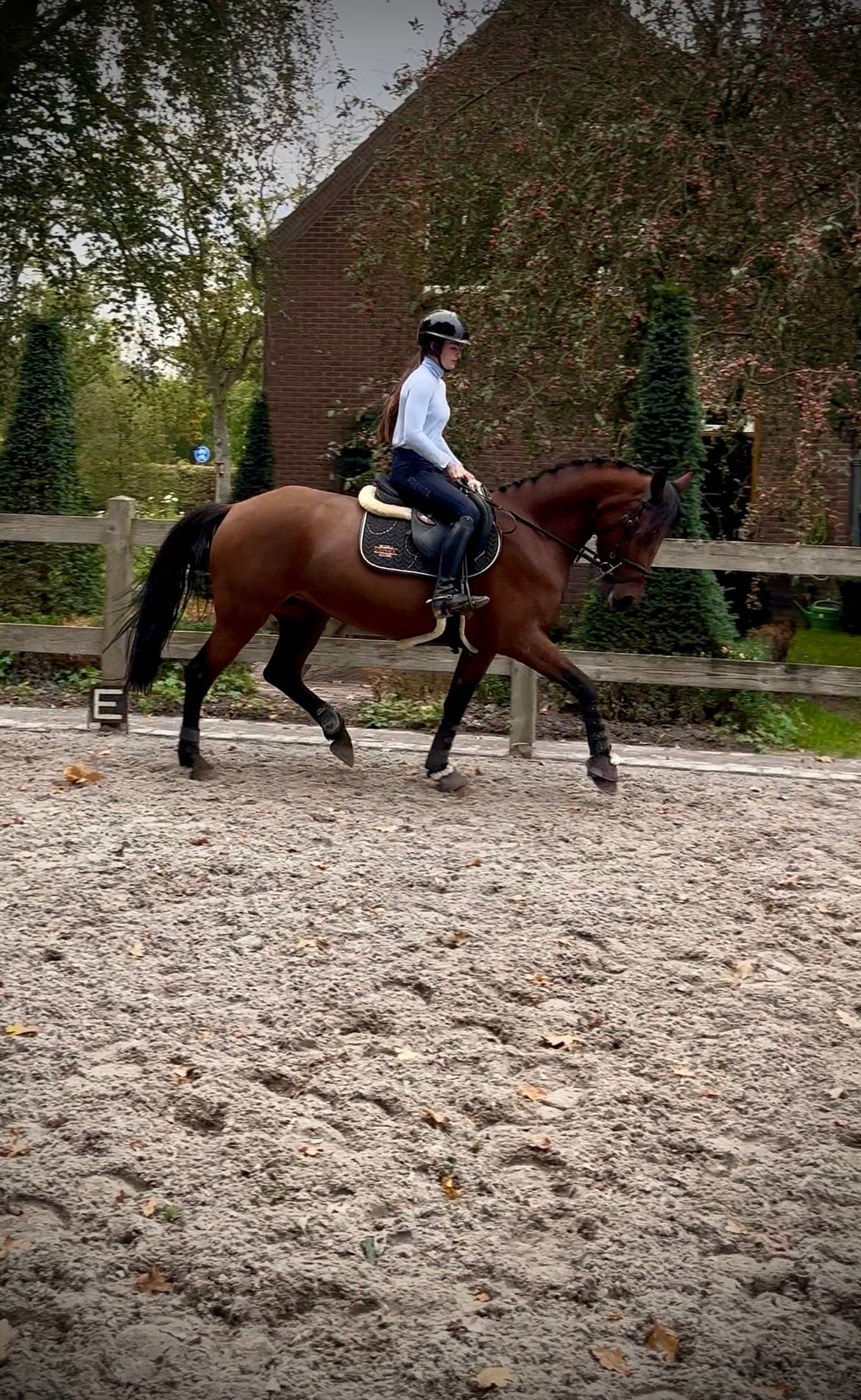 allround-pony merrie 5 years old bruin for sale - Photo 4