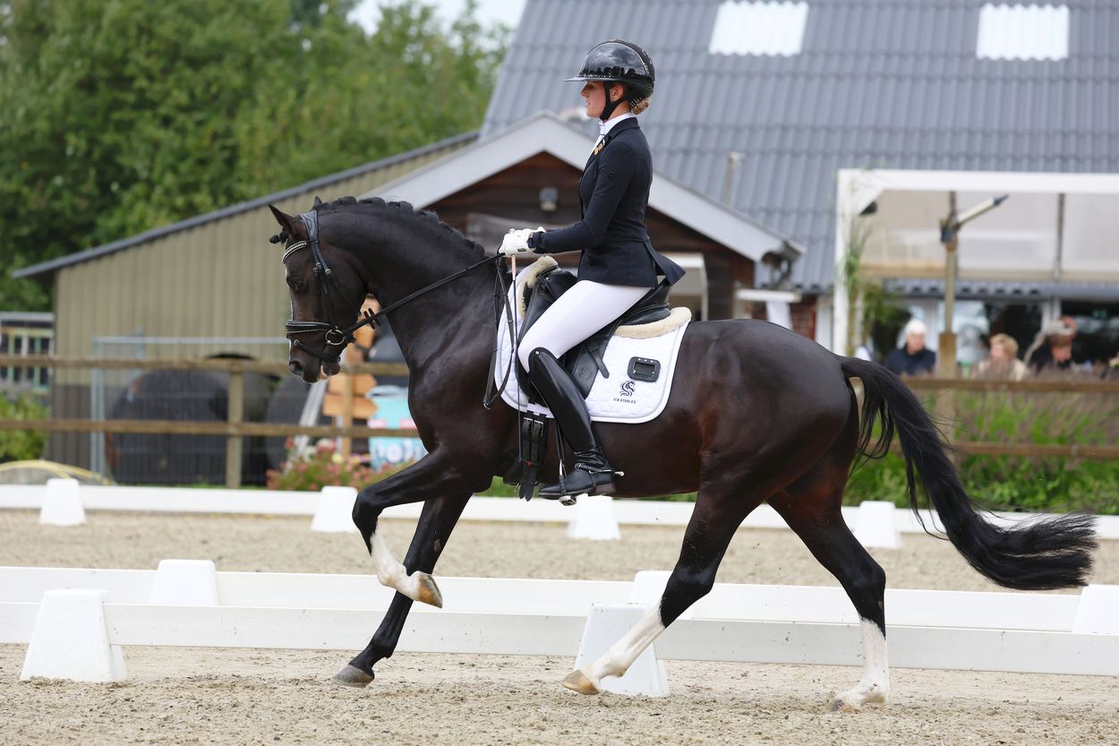 welsh dressuurpony hengst 4 år donkerbruin till salu - Foto 4