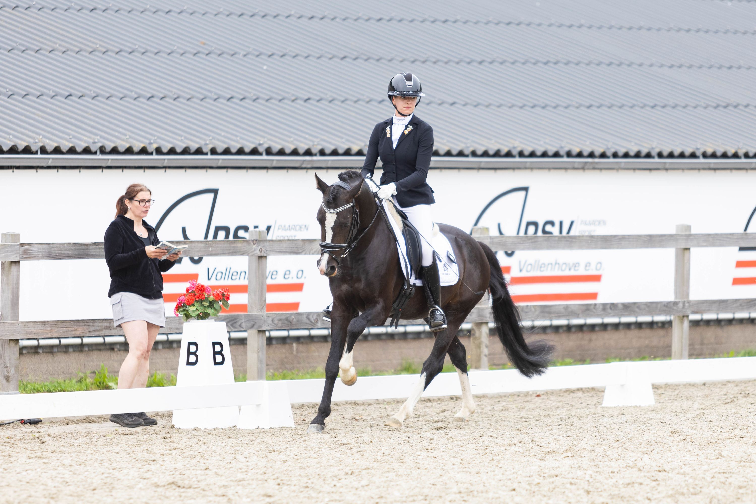 welsh dressuurpony hengst 4 år donkerbruin till salu - Foto 3