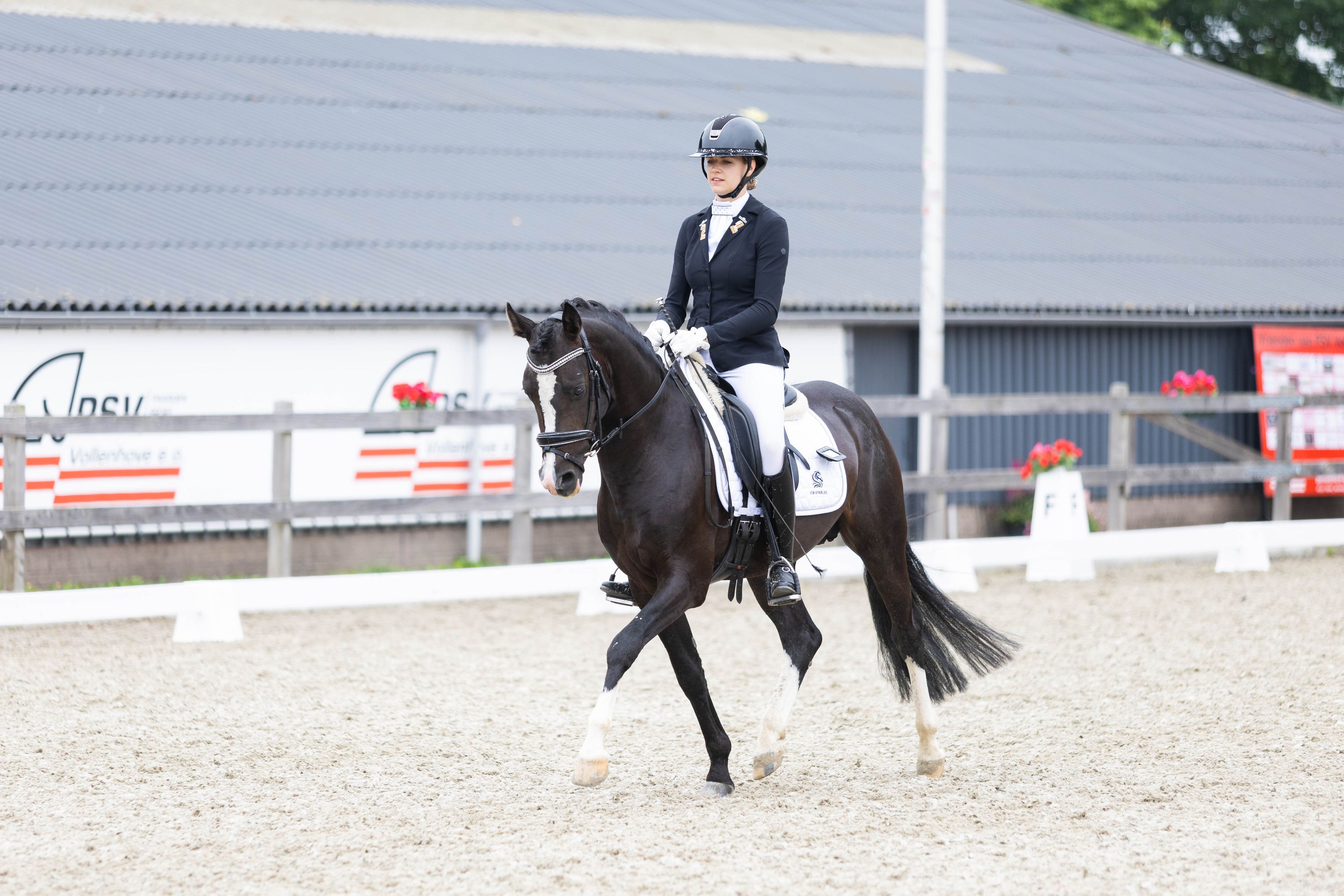 welsh dressuurpony hengst 4 år donkerbruin till salu - Foto 2
