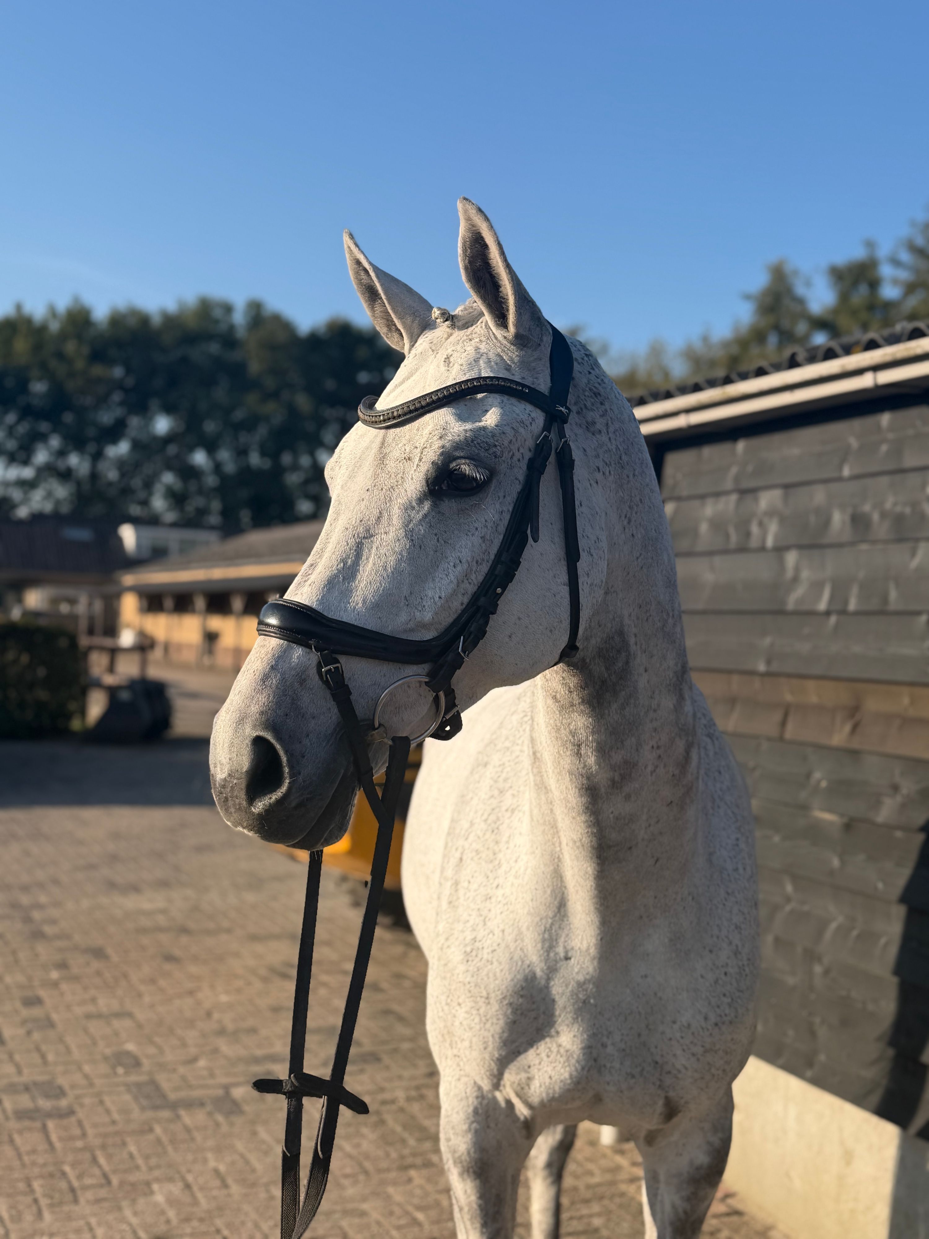 oldenburg springpaard merrie 12 سنوات schimmel للبيع - صورة 3