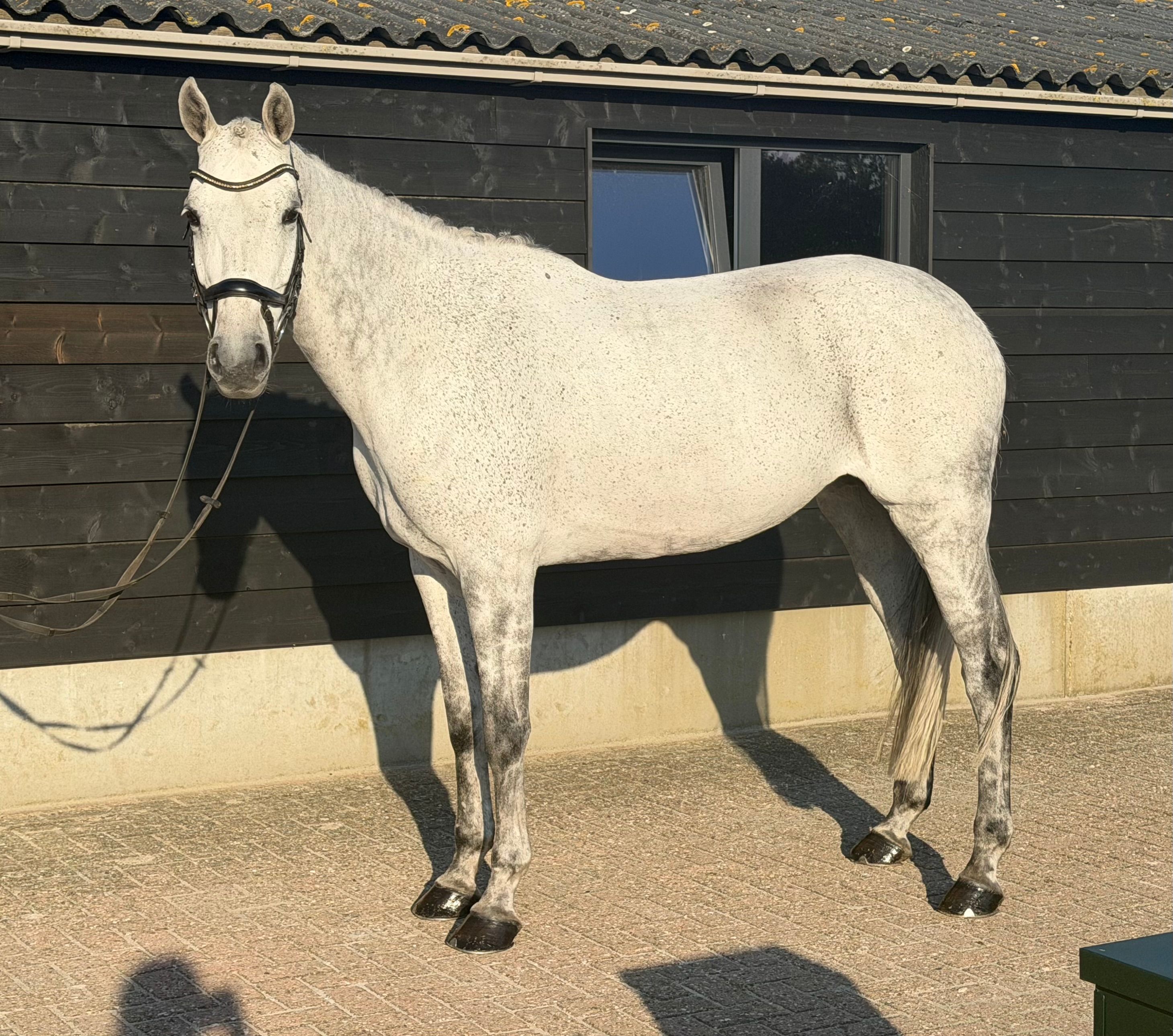 oldenburg springpaard merrie 12 سنوات schimmel للبيع - صورة 4