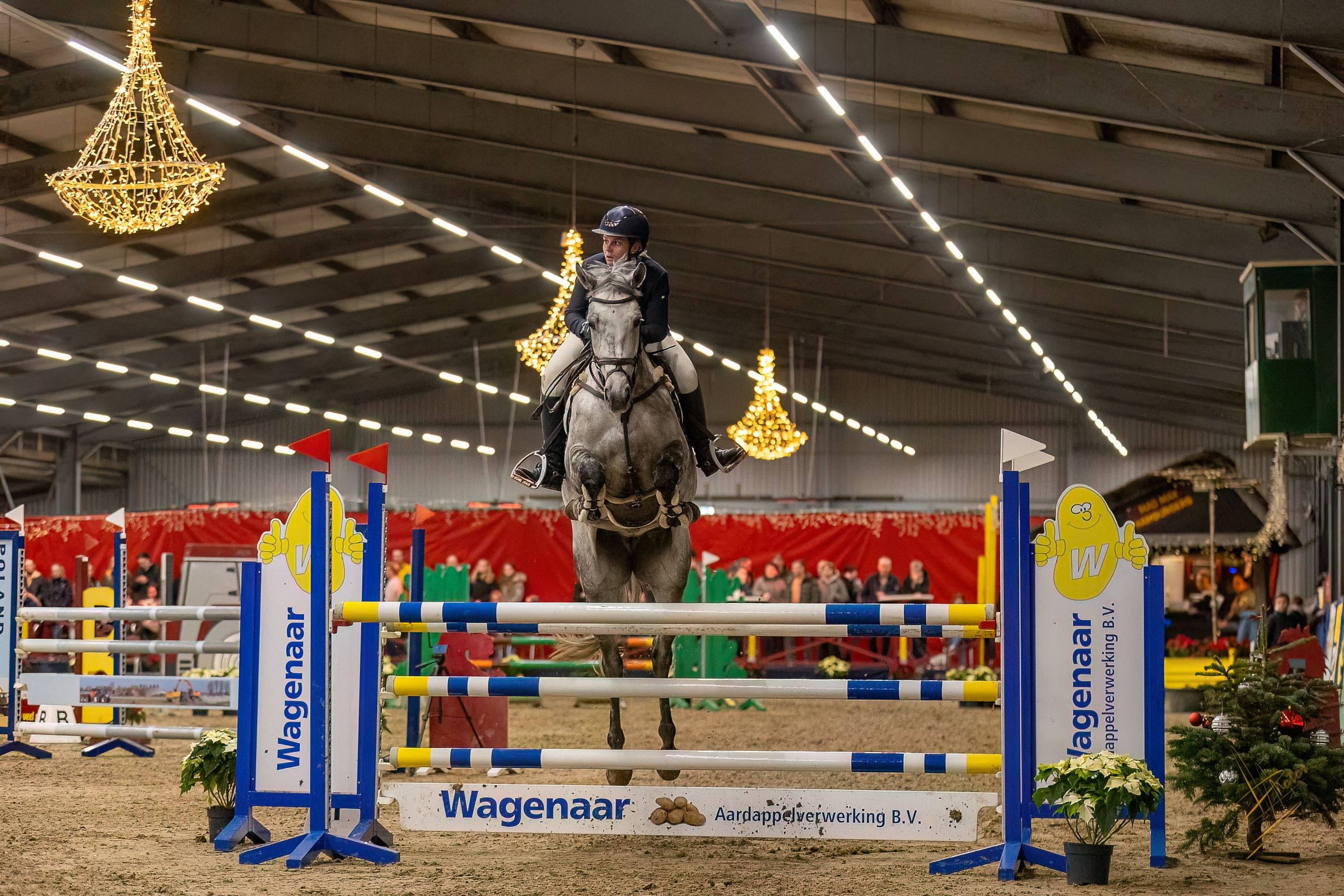 oldenburg springpaard merrie 12 سنوات schimmel للبيع - صورة 5
