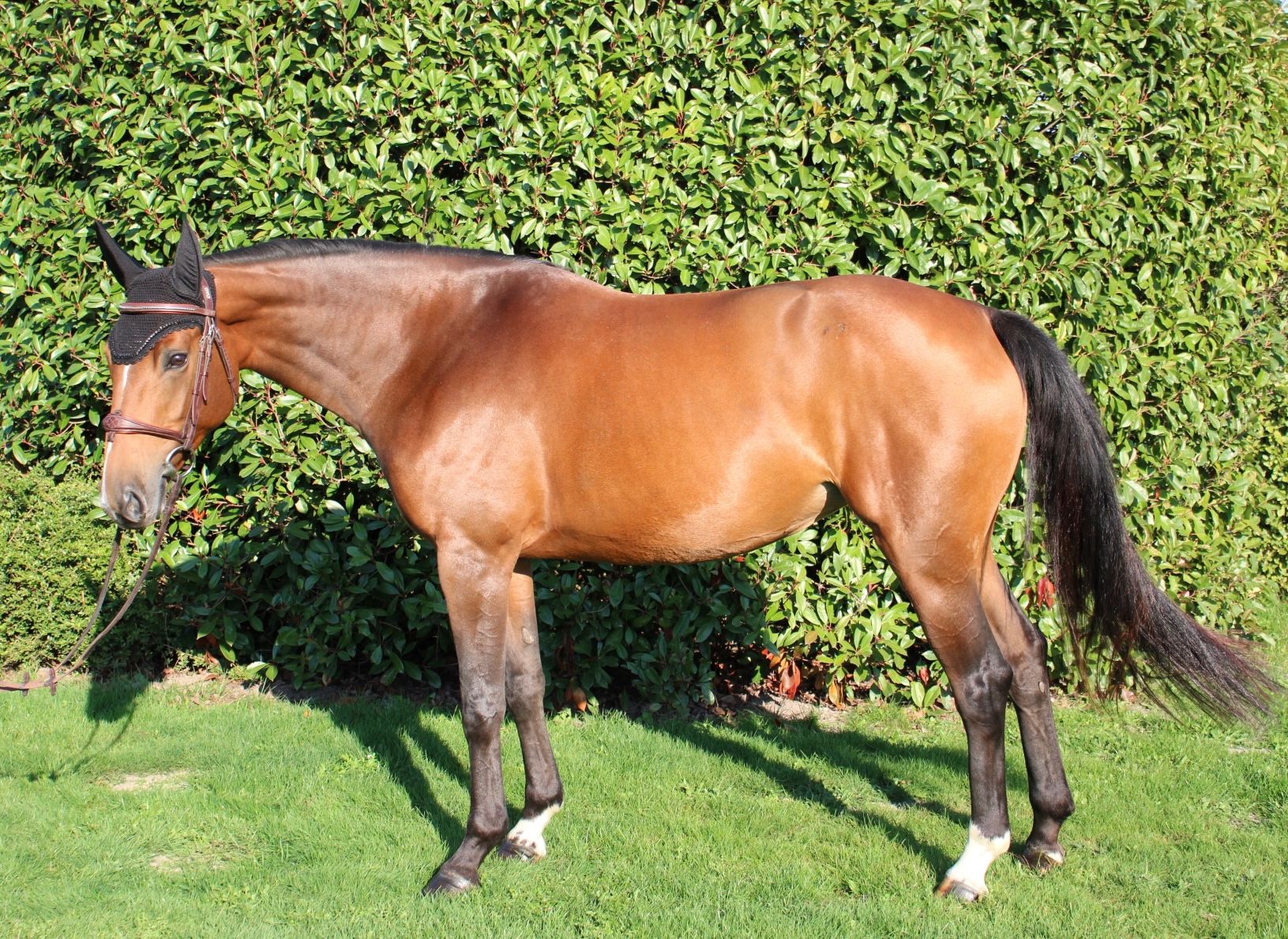 Idéal de la loge X Toulon  springpaard merrie 5 years old for sale - Photo 2