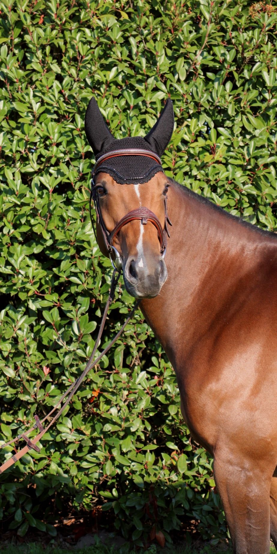 Idéal de la loge X Toulon  springpaard merrie 5 years old for sale - Photo 3