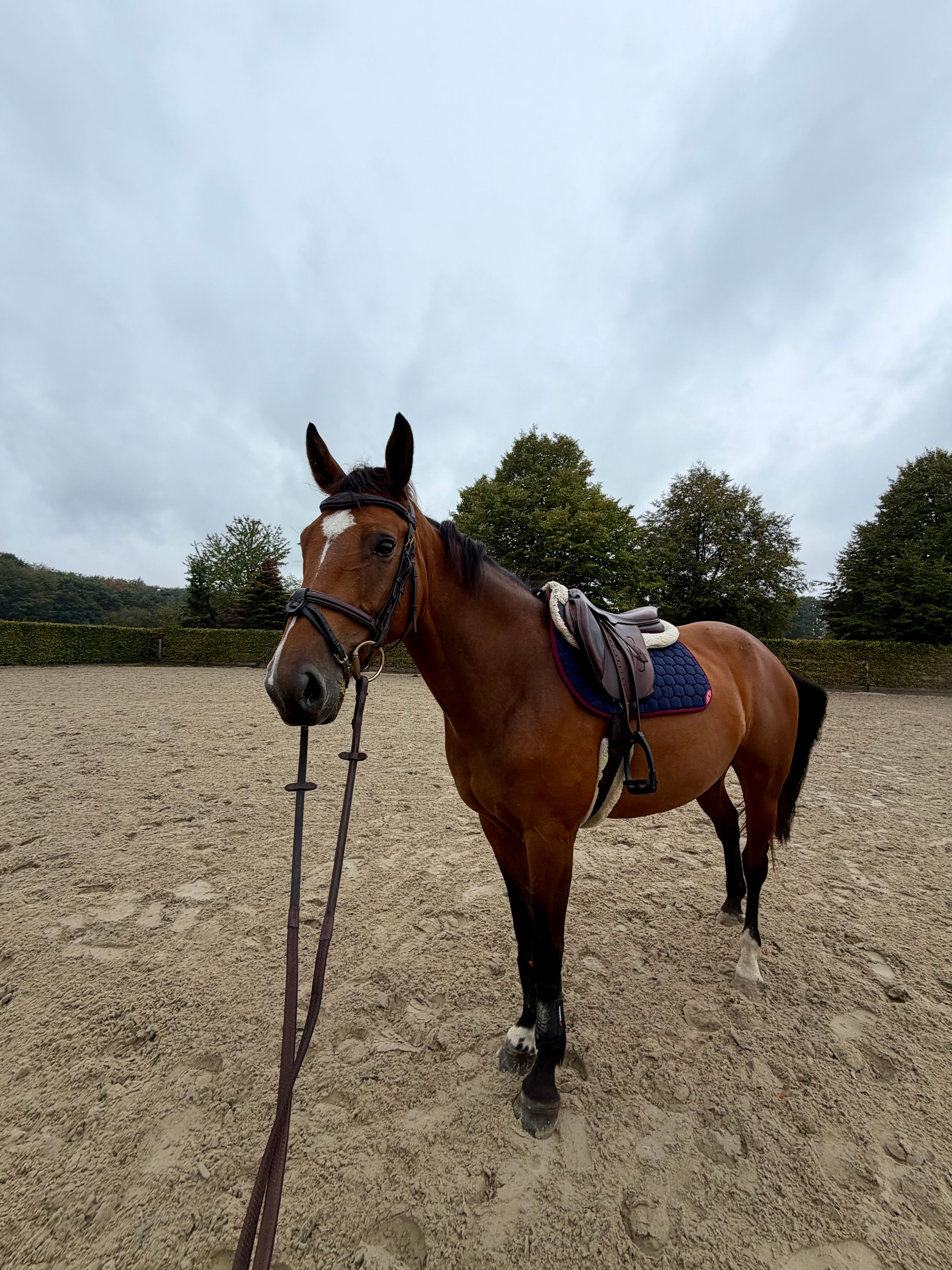 Idéal de la loge X Toulon  springpaard merrie 5 years old for sale - Photo 5