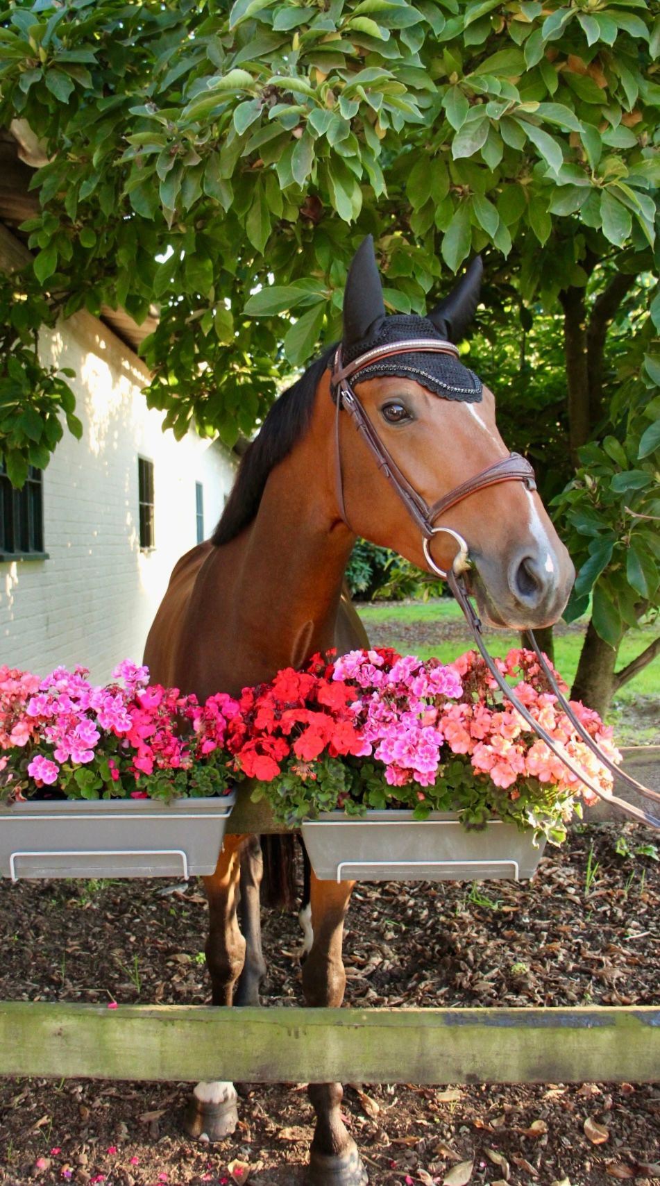 Idéal de la loge X Toulon  springpaard merrie 5 years old for sale - Photo 4