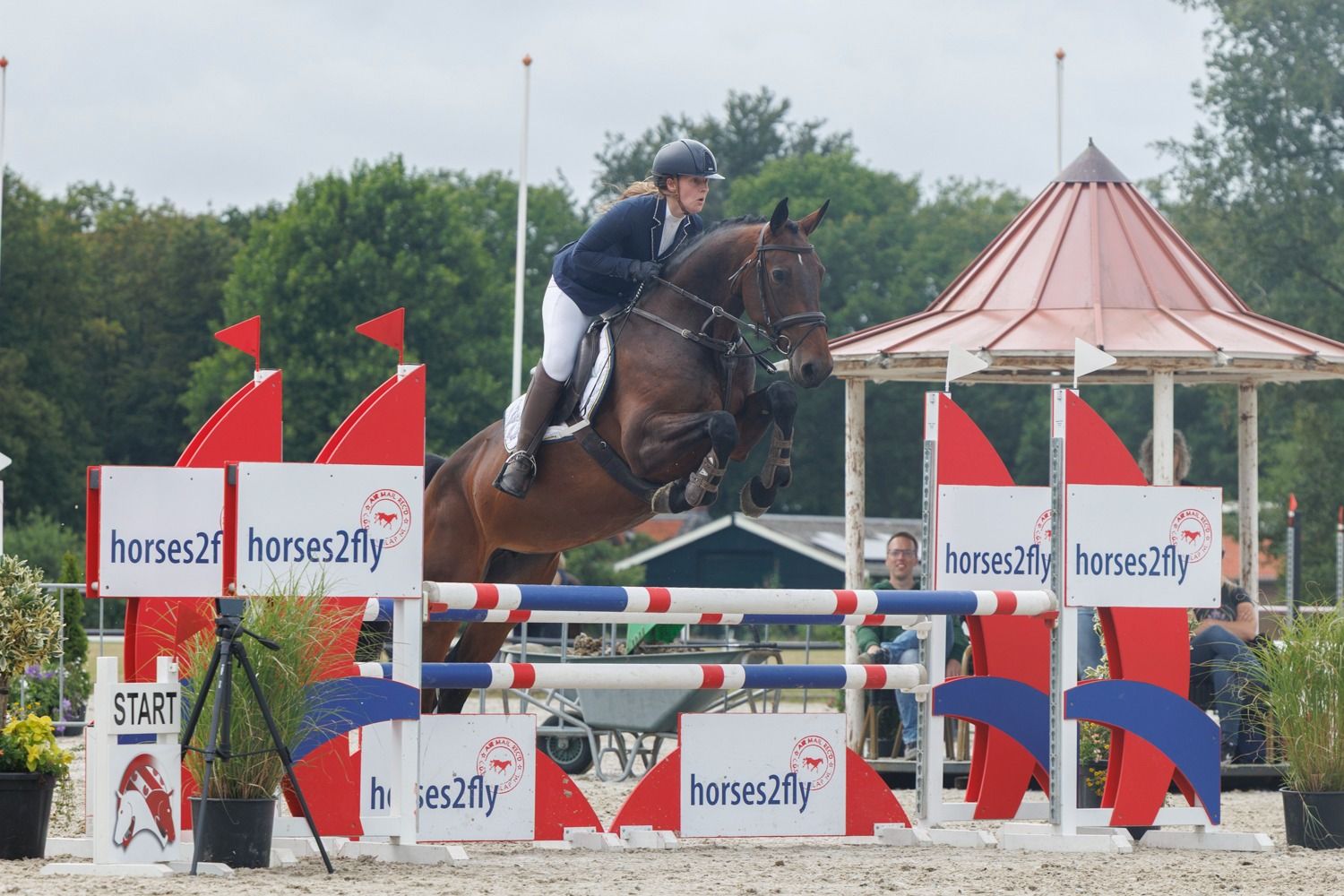 kwpn springpaard merrie 5 歳 donkerbruin 売り出し中 - 写真 2